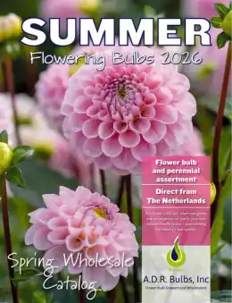 A.D.R. Bulbs Summer Flowering Bulbs Catalog Weekly Ad