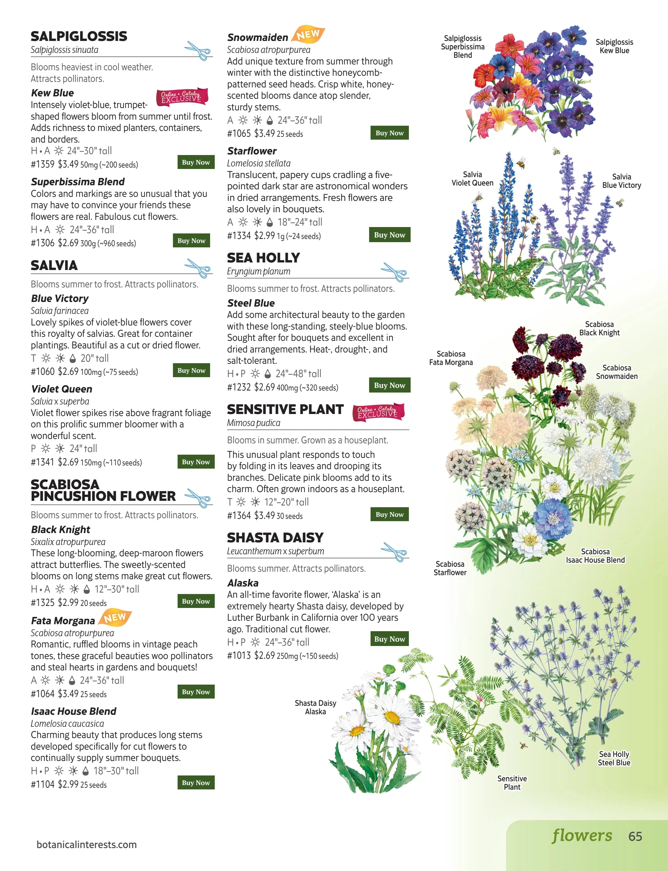 Botanical Interests flyer page 65