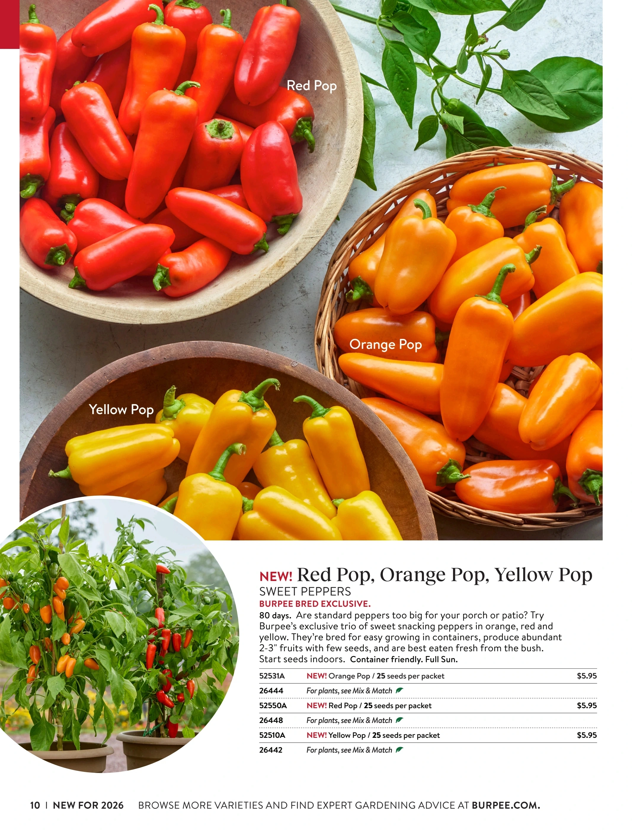 Burpee flyer page 10