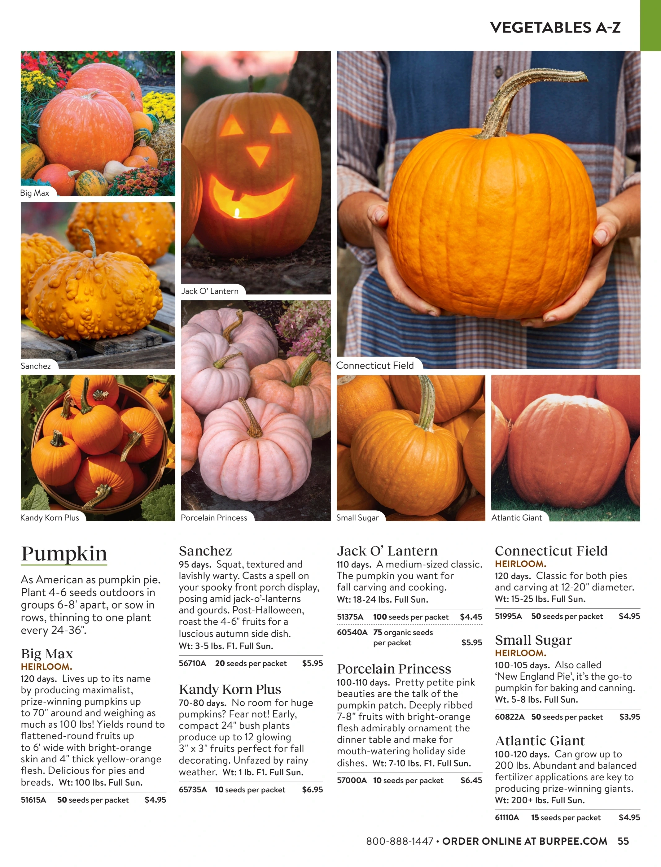 Burpee flyer page 55