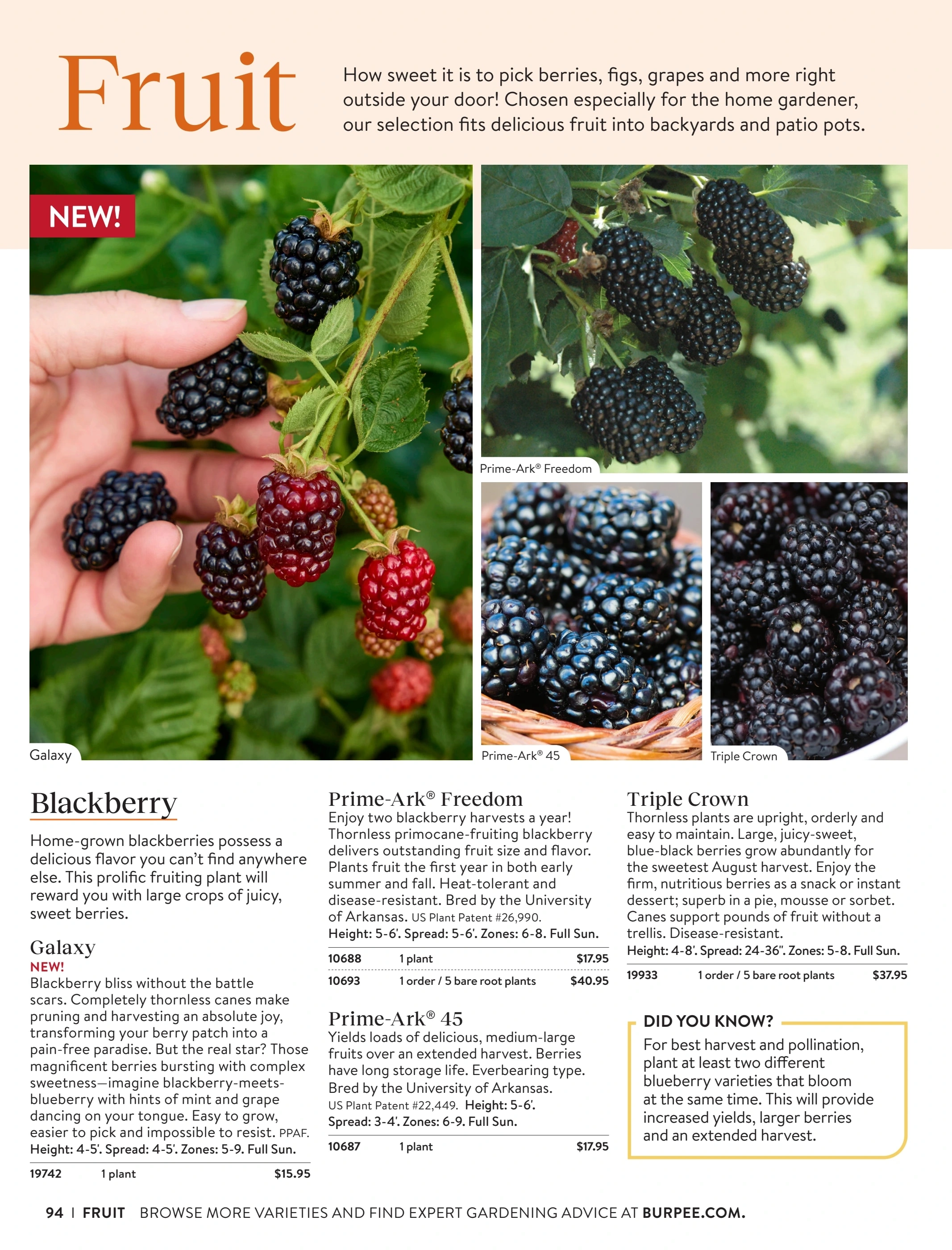 Burpee flyer page 94