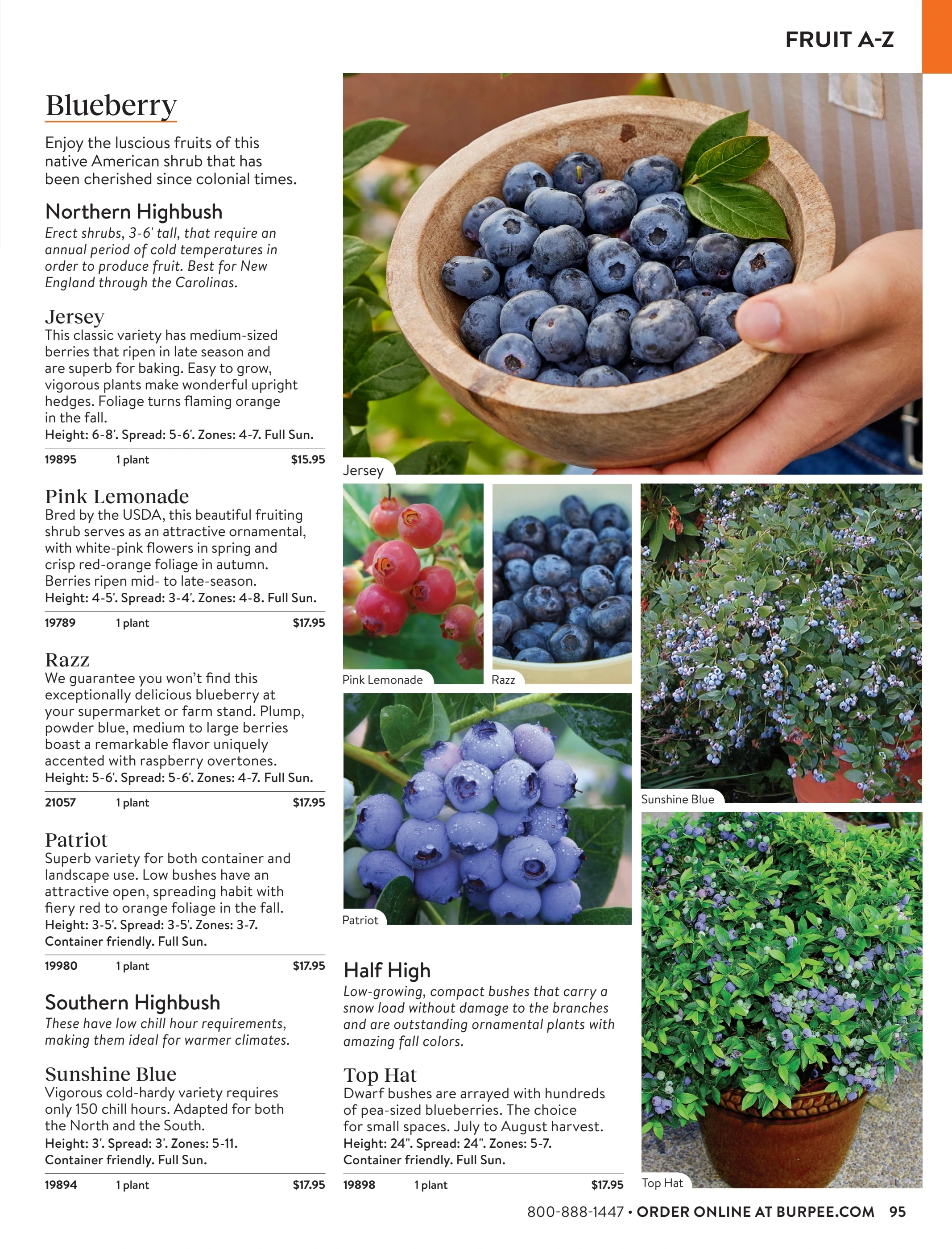 Burpee flyer page 95