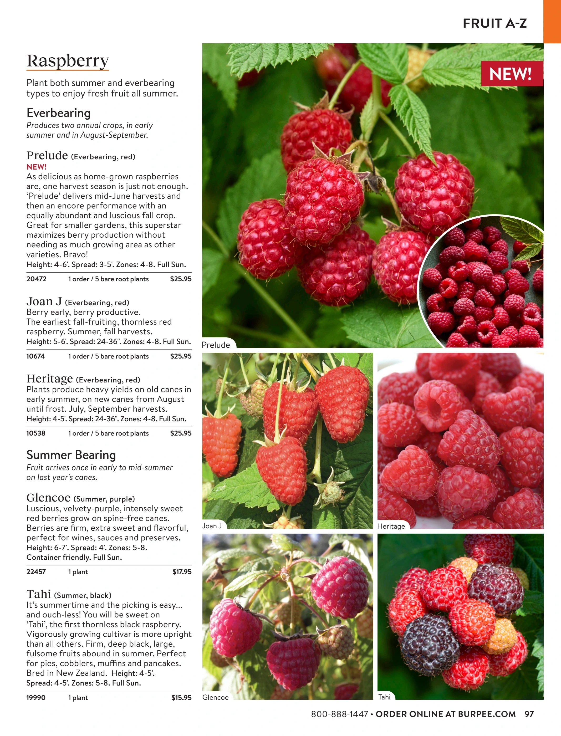 Burpee flyer page 97
