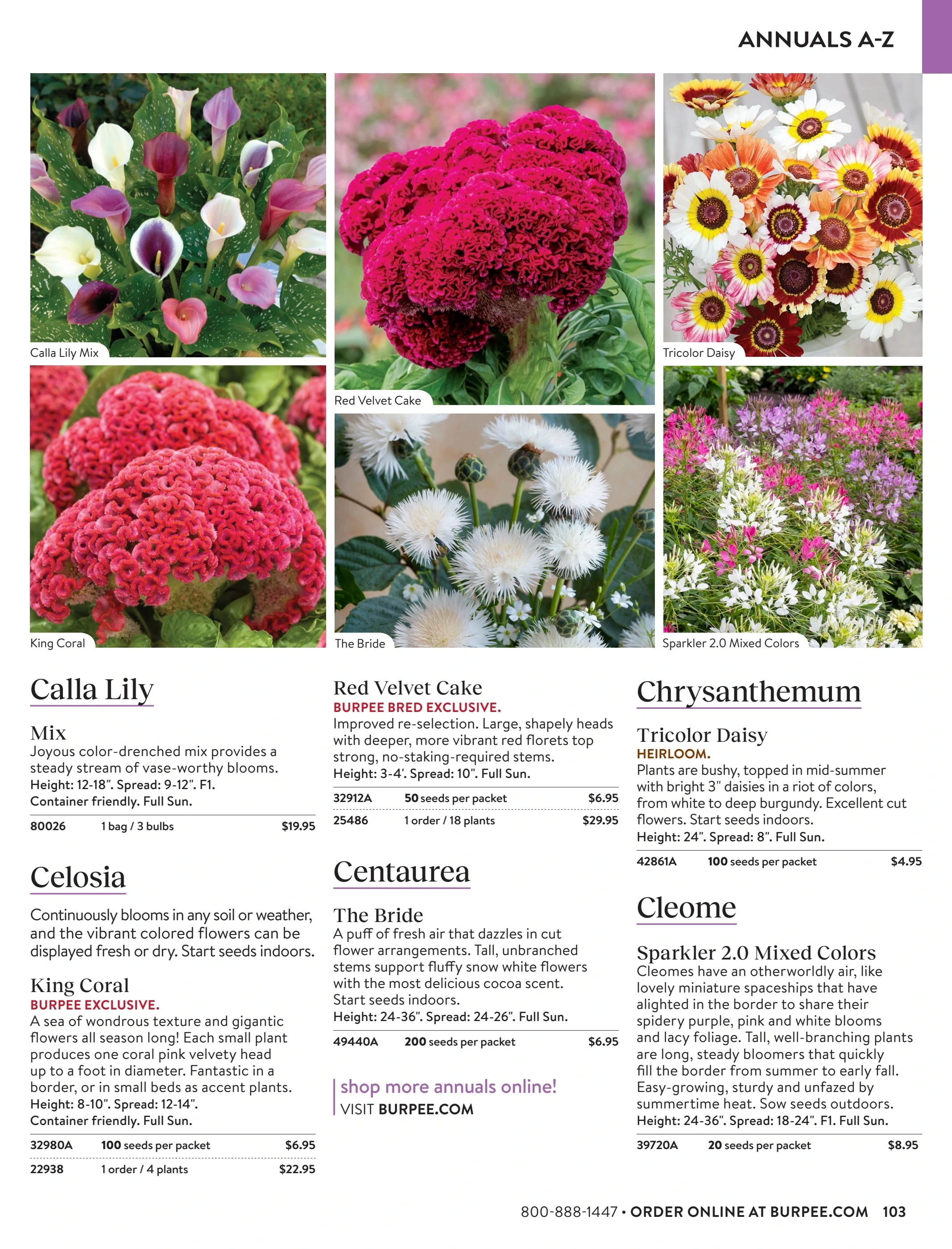 Burpee flyer page 103