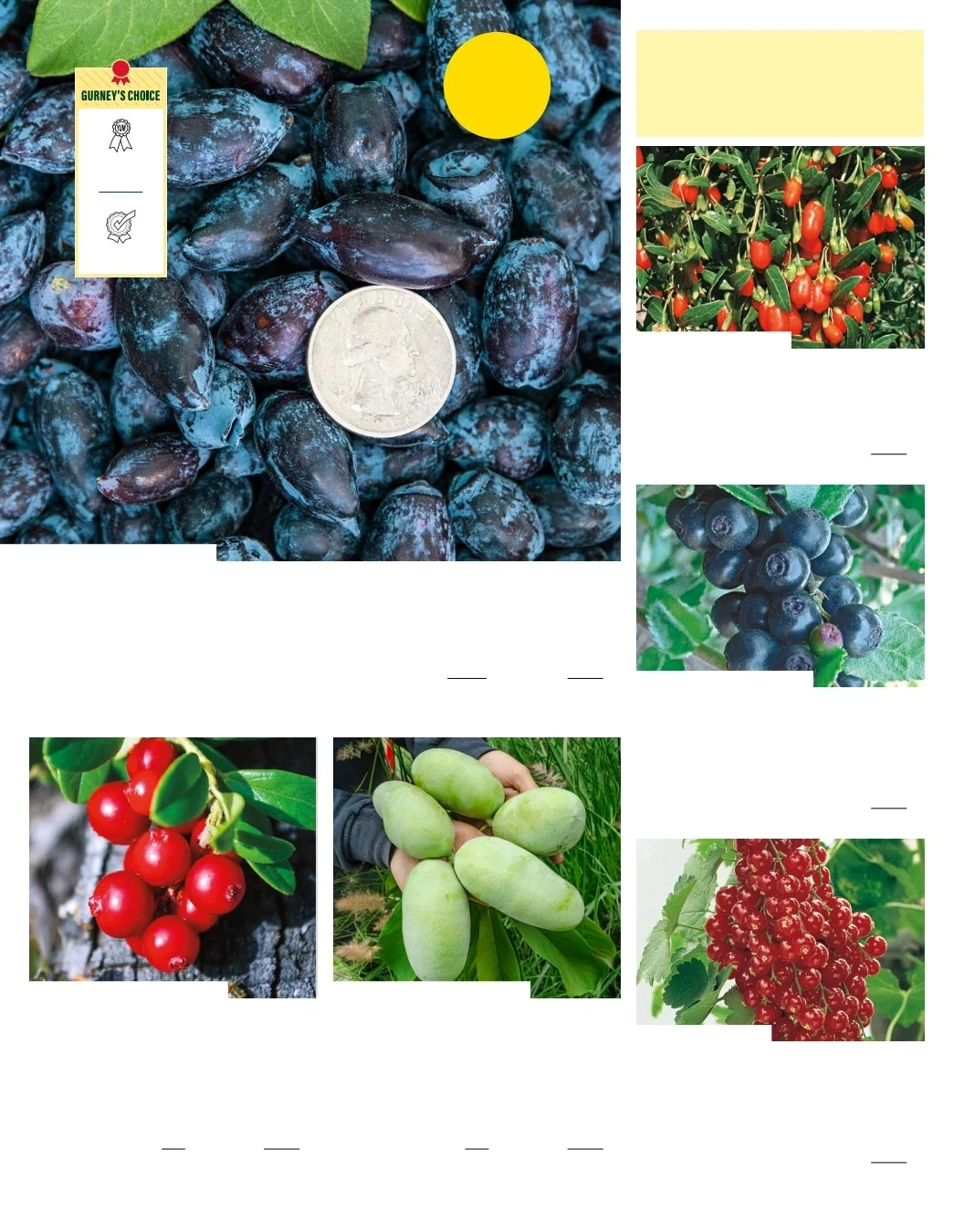 Gurney's Seed & Nursery Co. flyer page 30