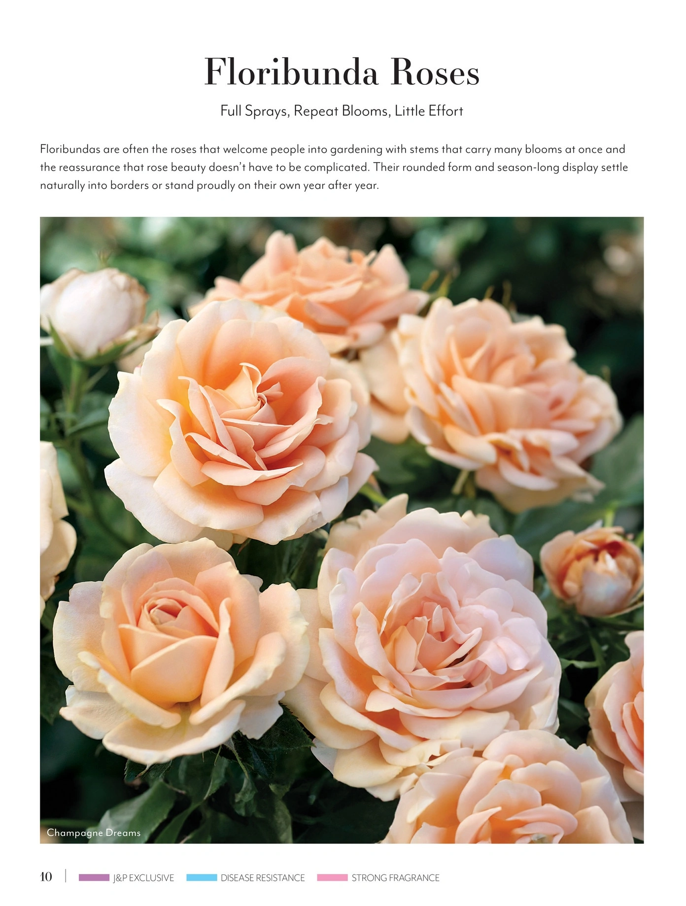 Jackson & Perkins flyer page 10