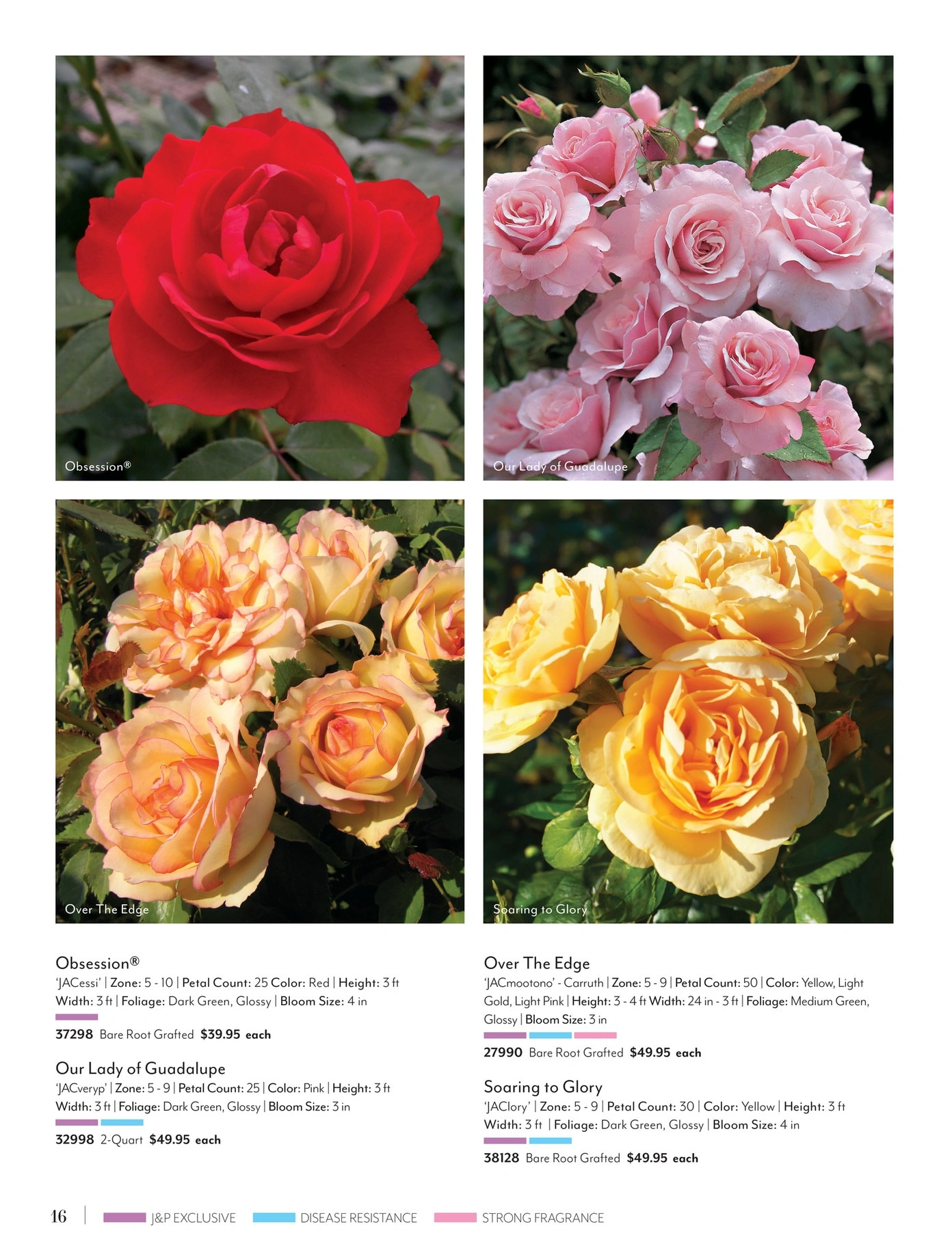 Jackson & Perkins flyer page 16