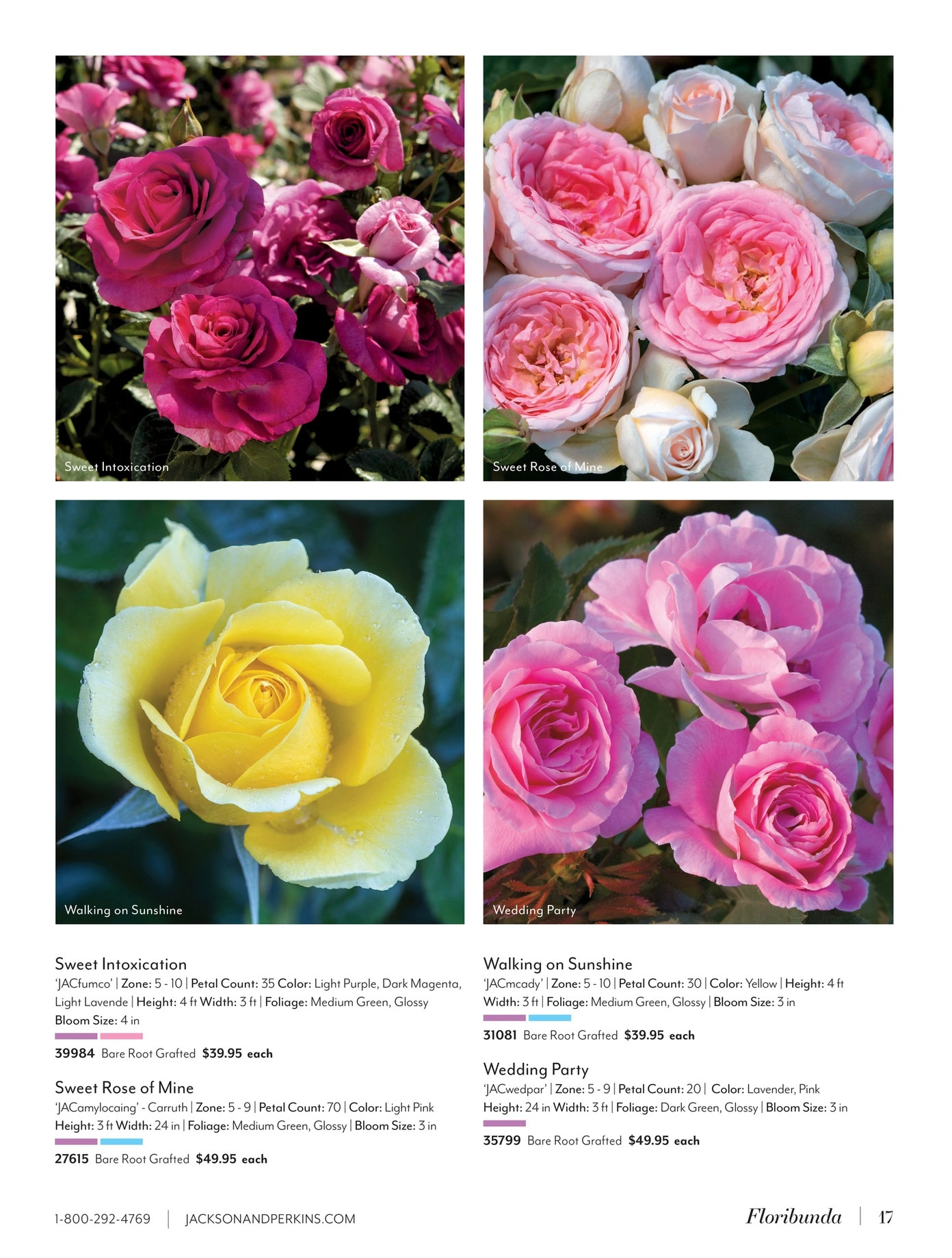 Jackson & Perkins flyer page 17