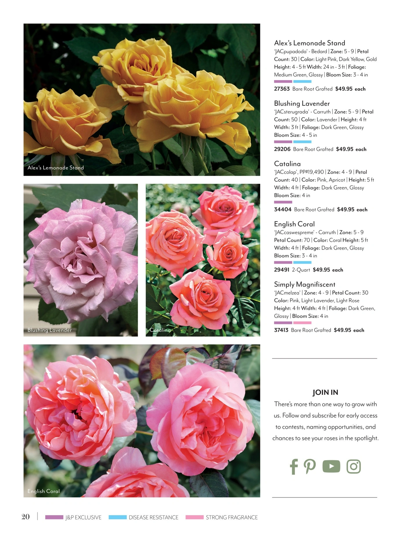 Jackson & Perkins flyer page 20
