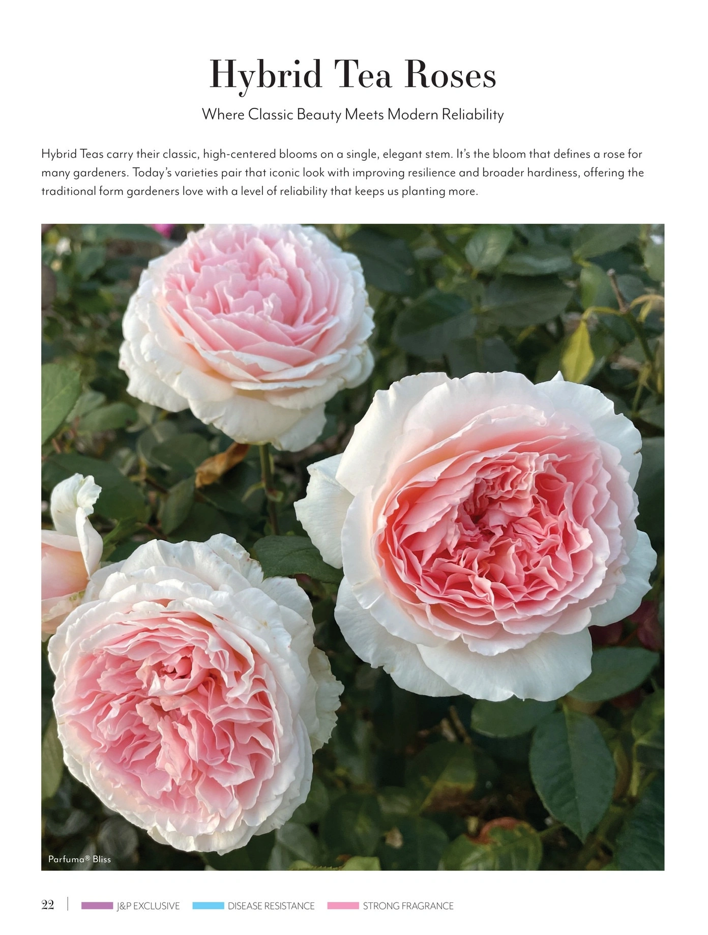 Jackson & Perkins flyer page 22