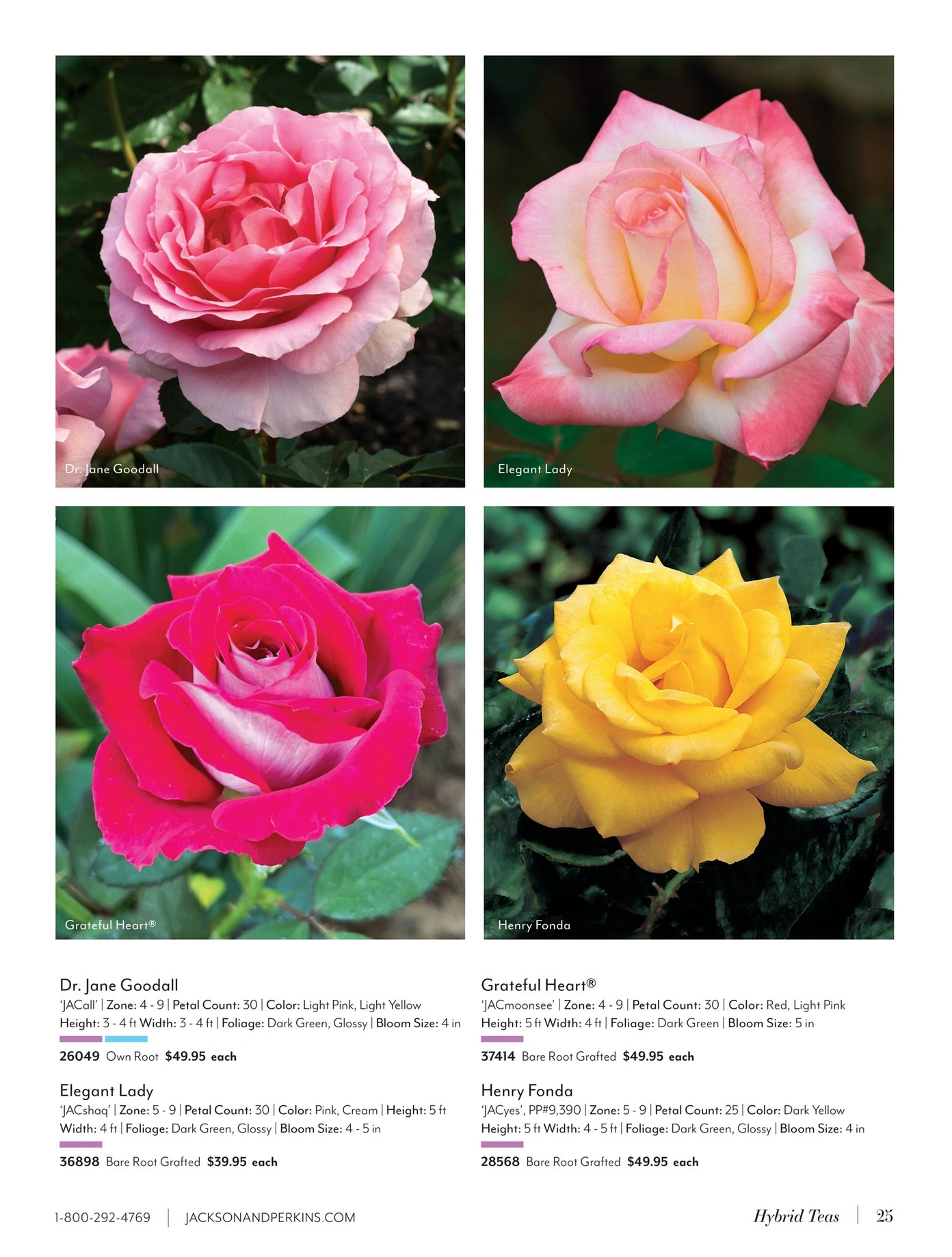 Jackson & Perkins flyer page 25