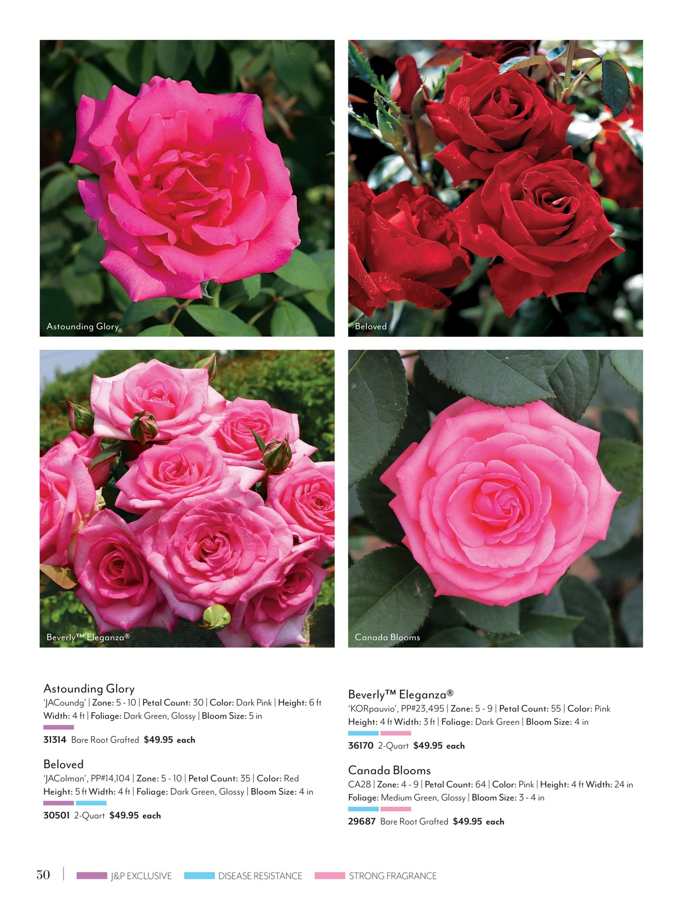 Jackson & Perkins flyer page 30