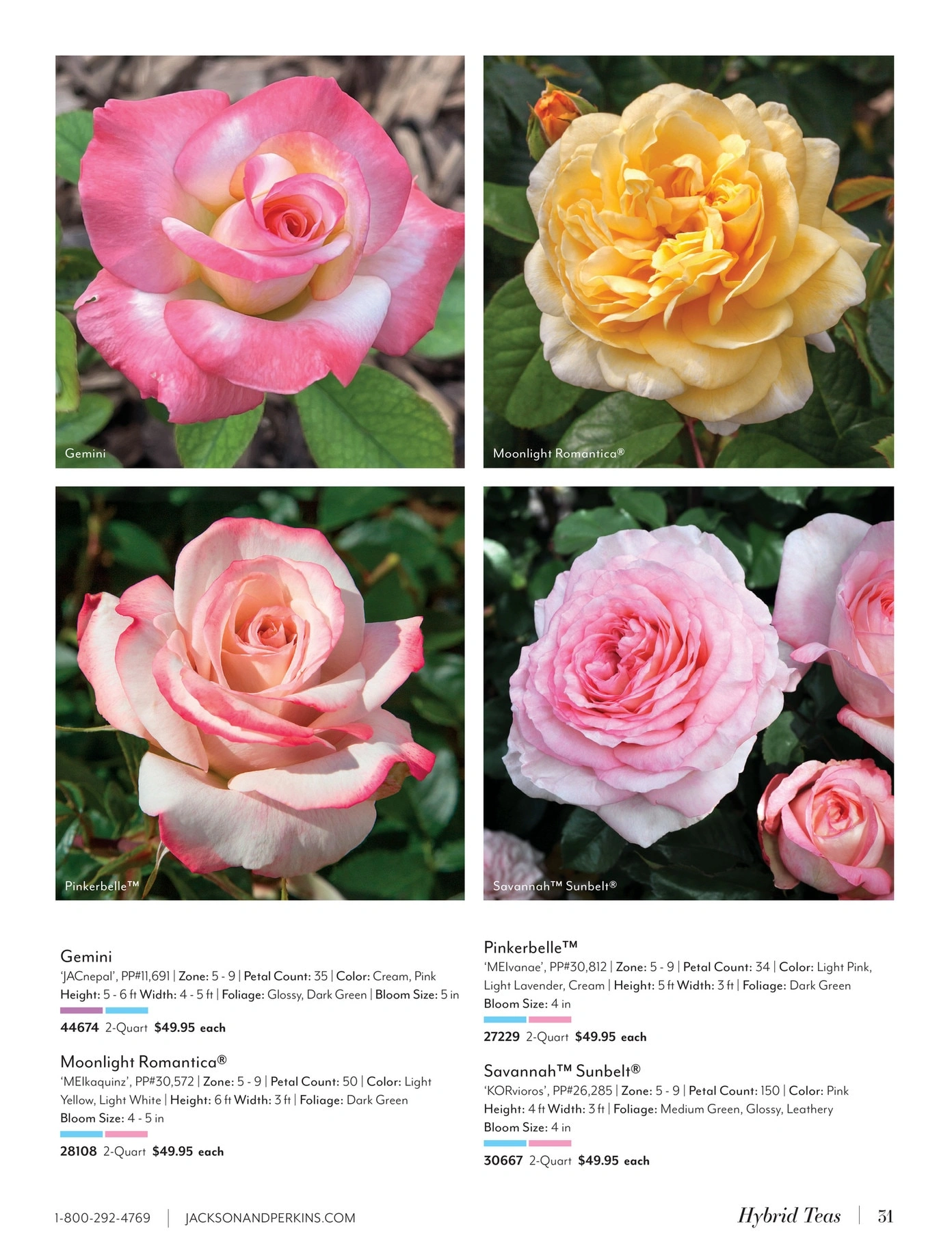 Jackson & Perkins flyer page 31