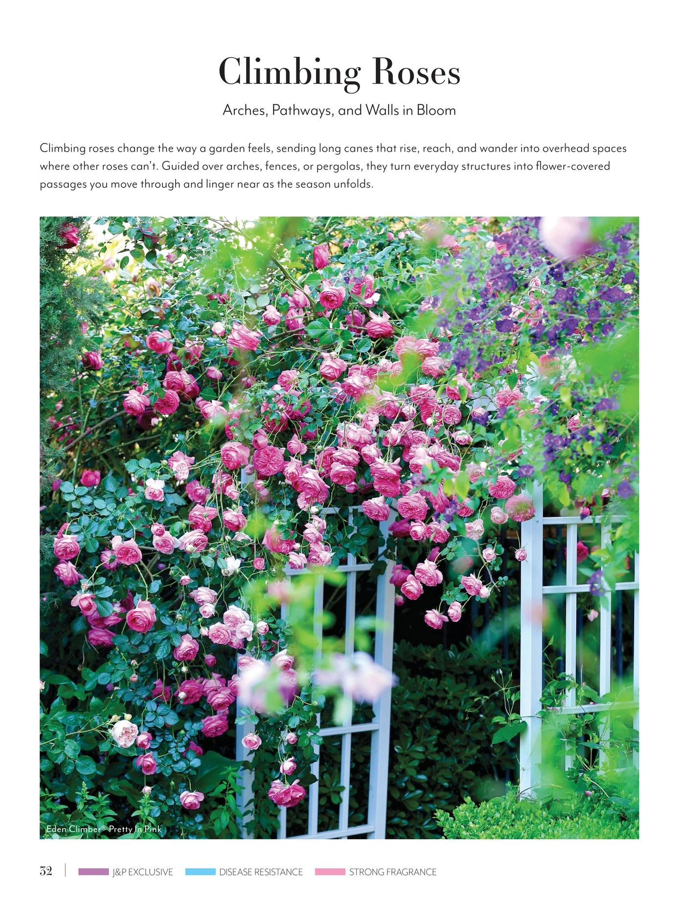 Jackson & Perkins flyer page 32