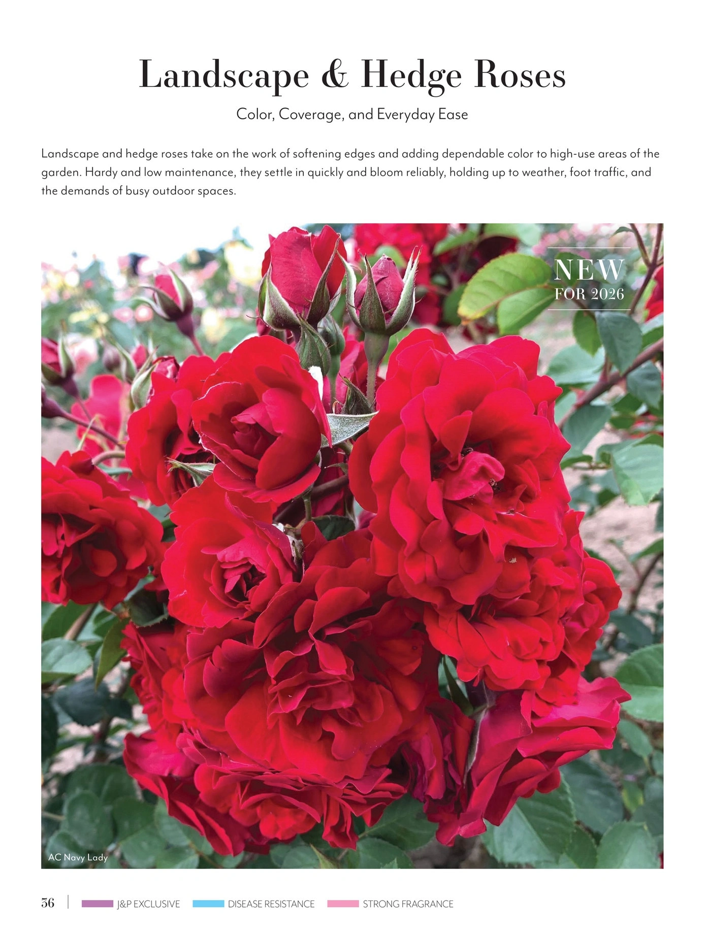 Jackson & Perkins flyer page 36