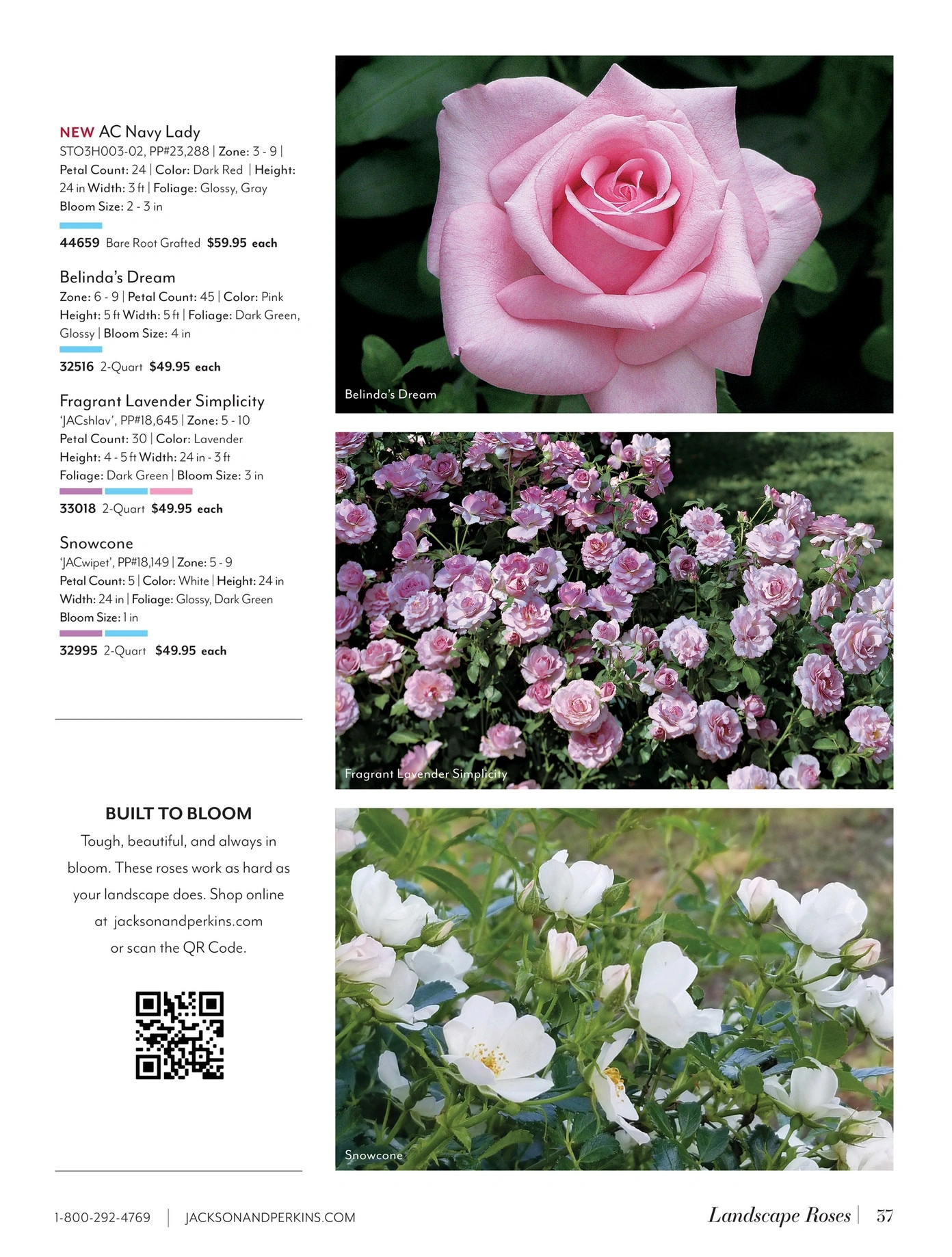 Jackson & Perkins flyer page 37