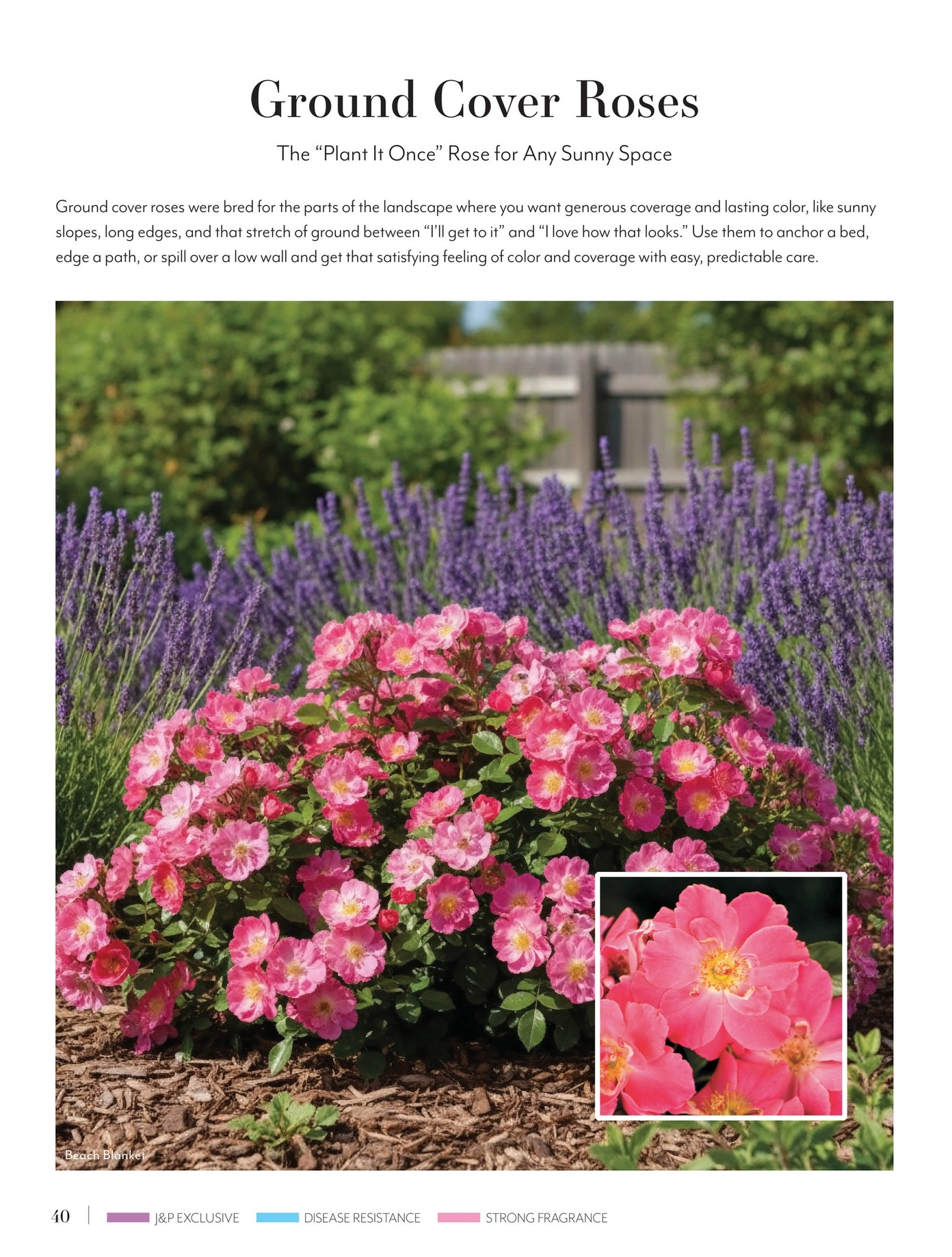 Jackson & Perkins flyer page 40