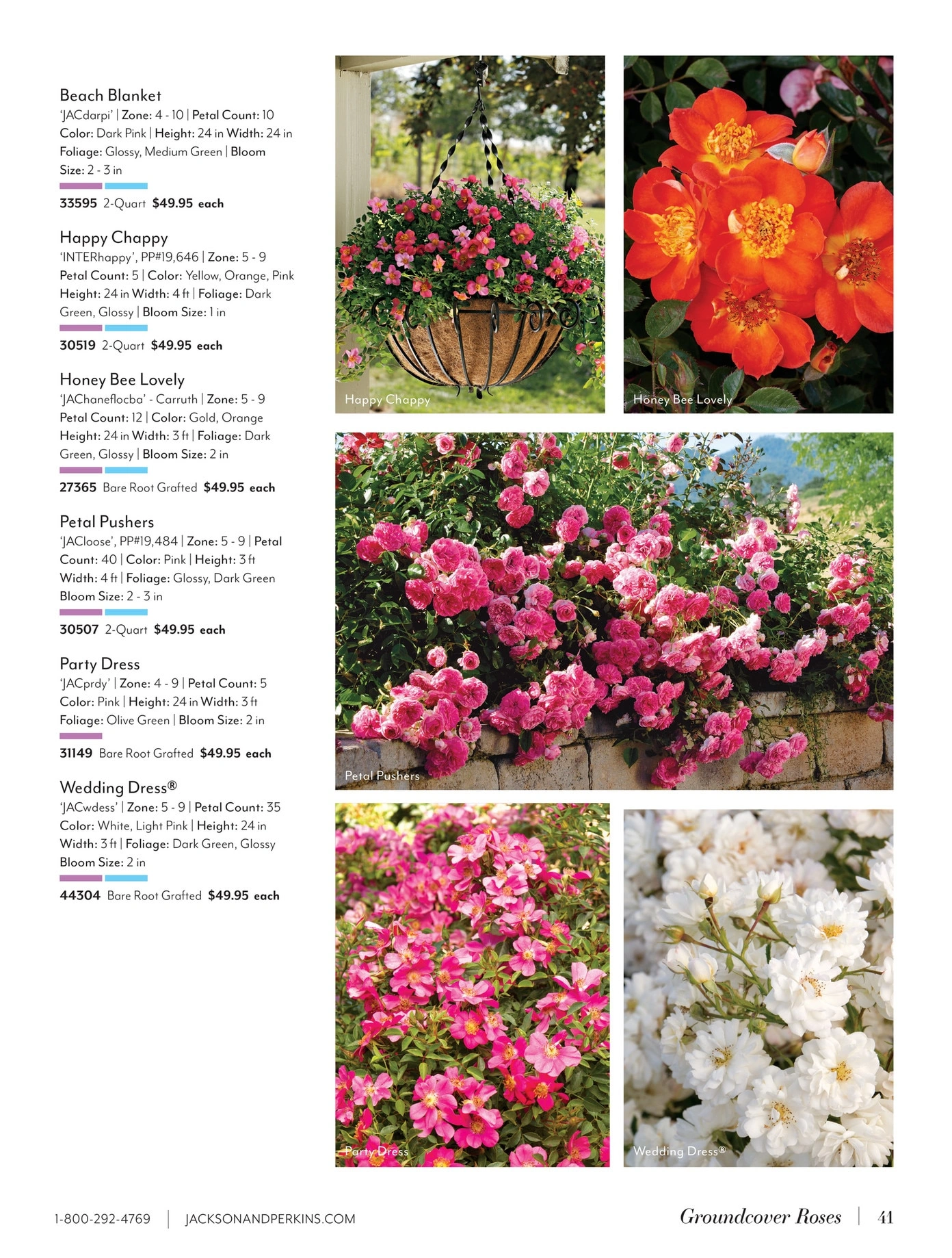 Jackson & Perkins flyer page 41