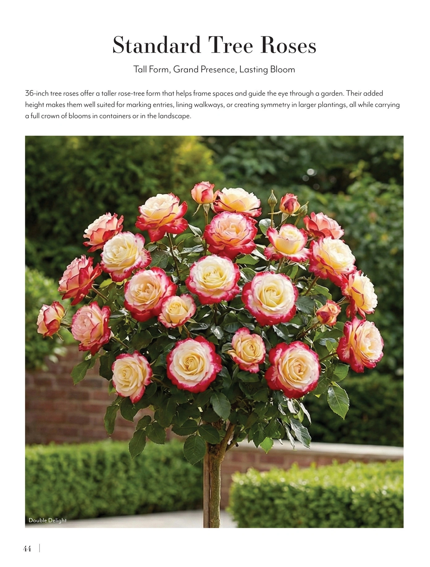 Jackson & Perkins flyer page 44