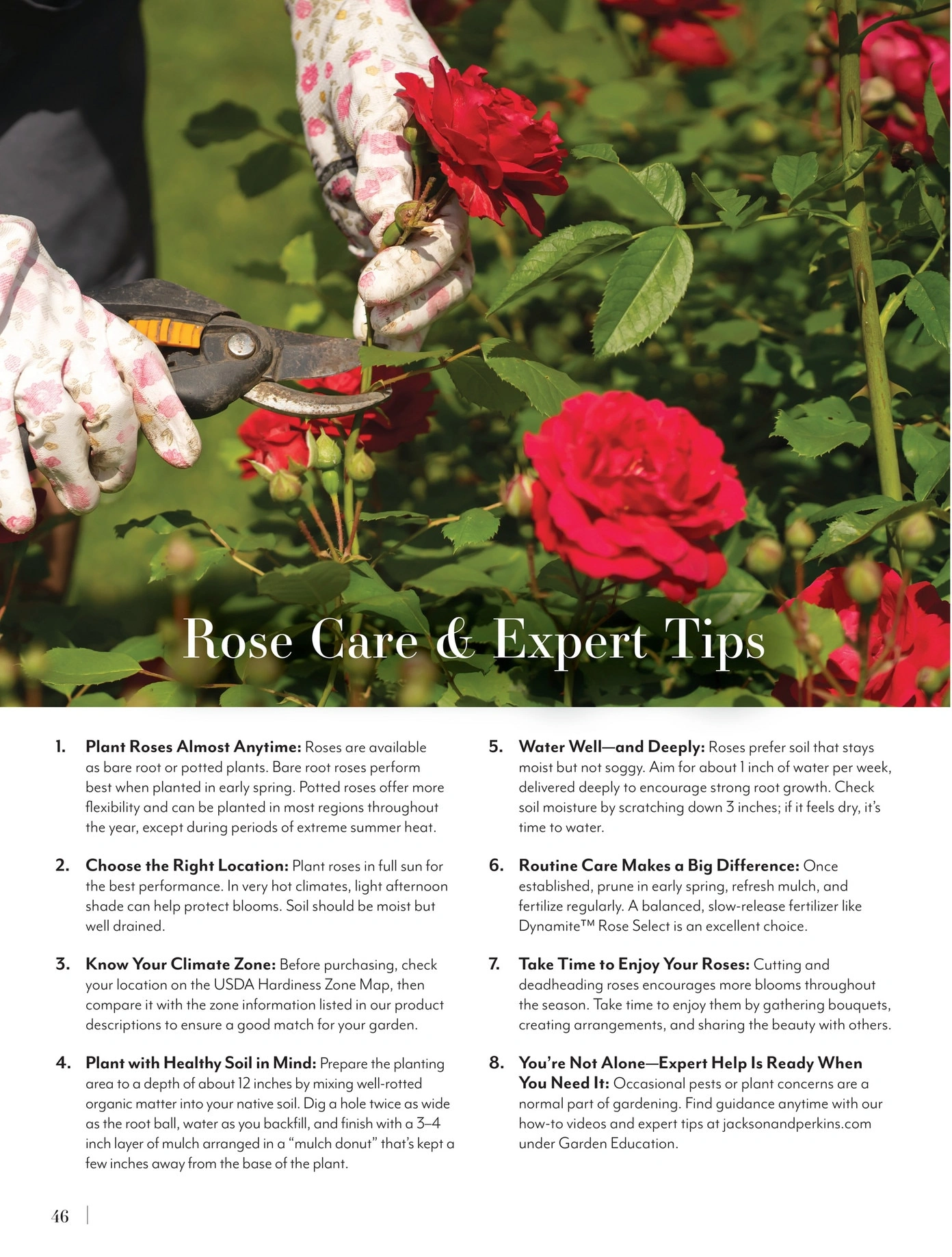 Jackson & Perkins flyer page 46