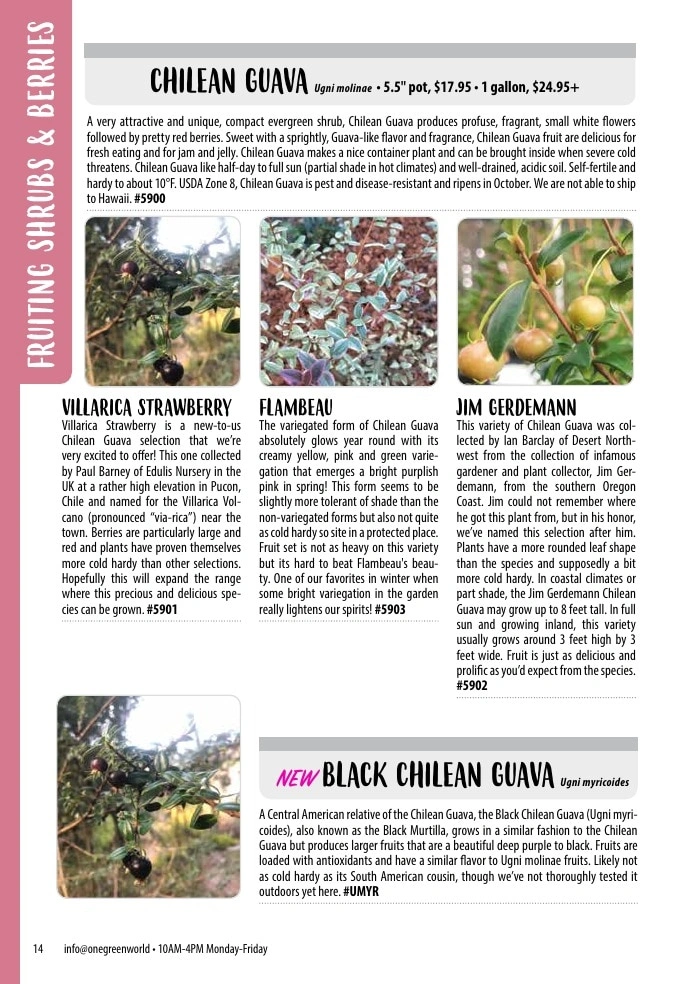 One Green World flyer page 16