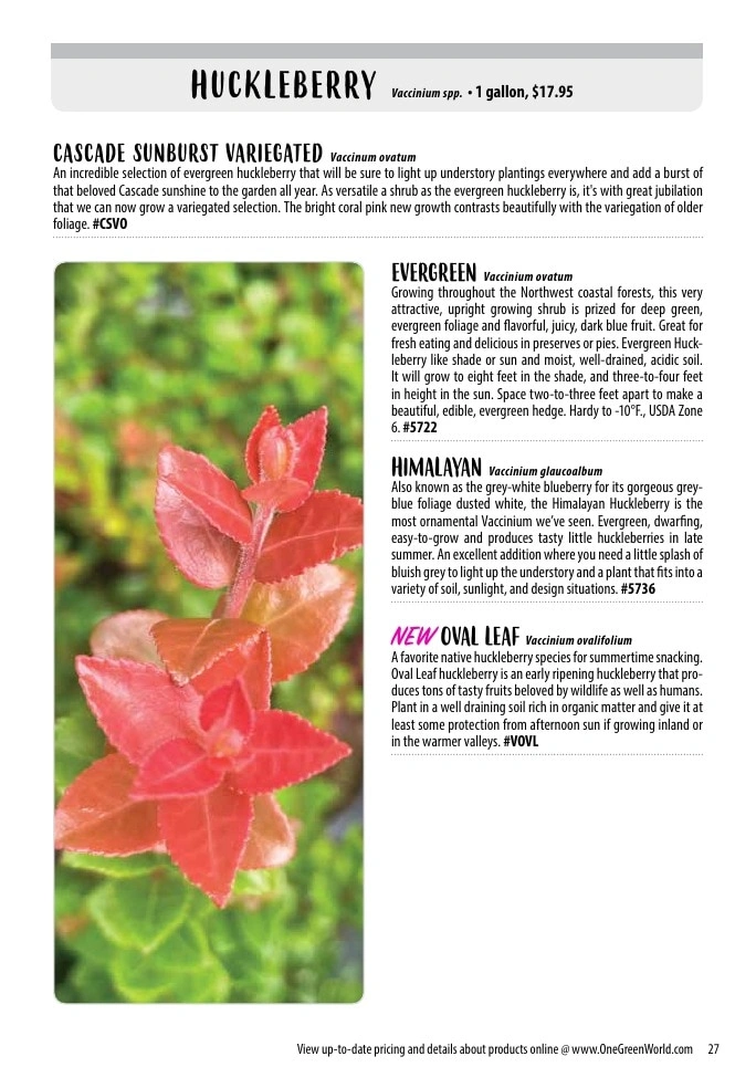 One Green World flyer page 29