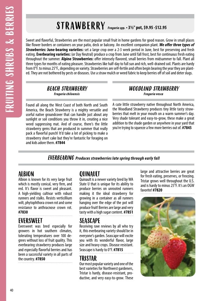 One Green World flyer page 42
