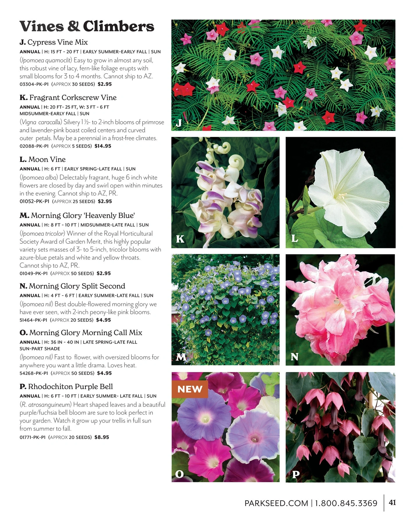 Park Seed flyer page 41