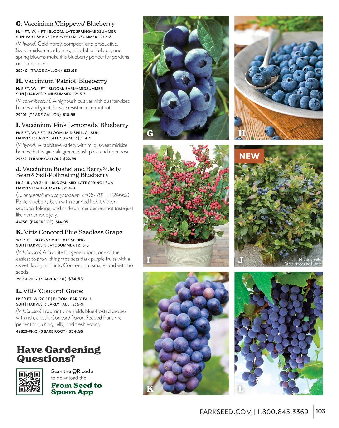 Park Seed flyer page 103