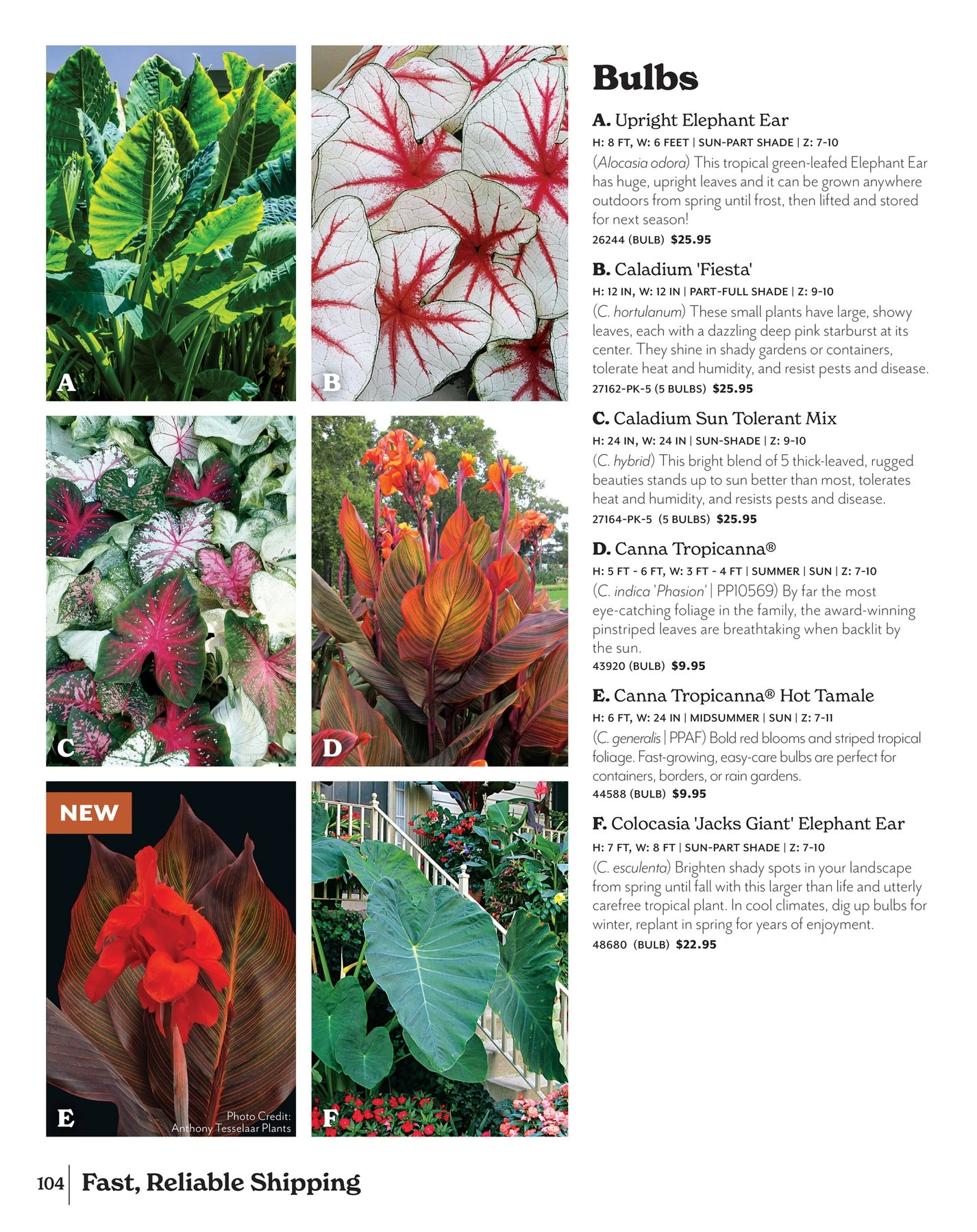 Park Seed flyer page 104