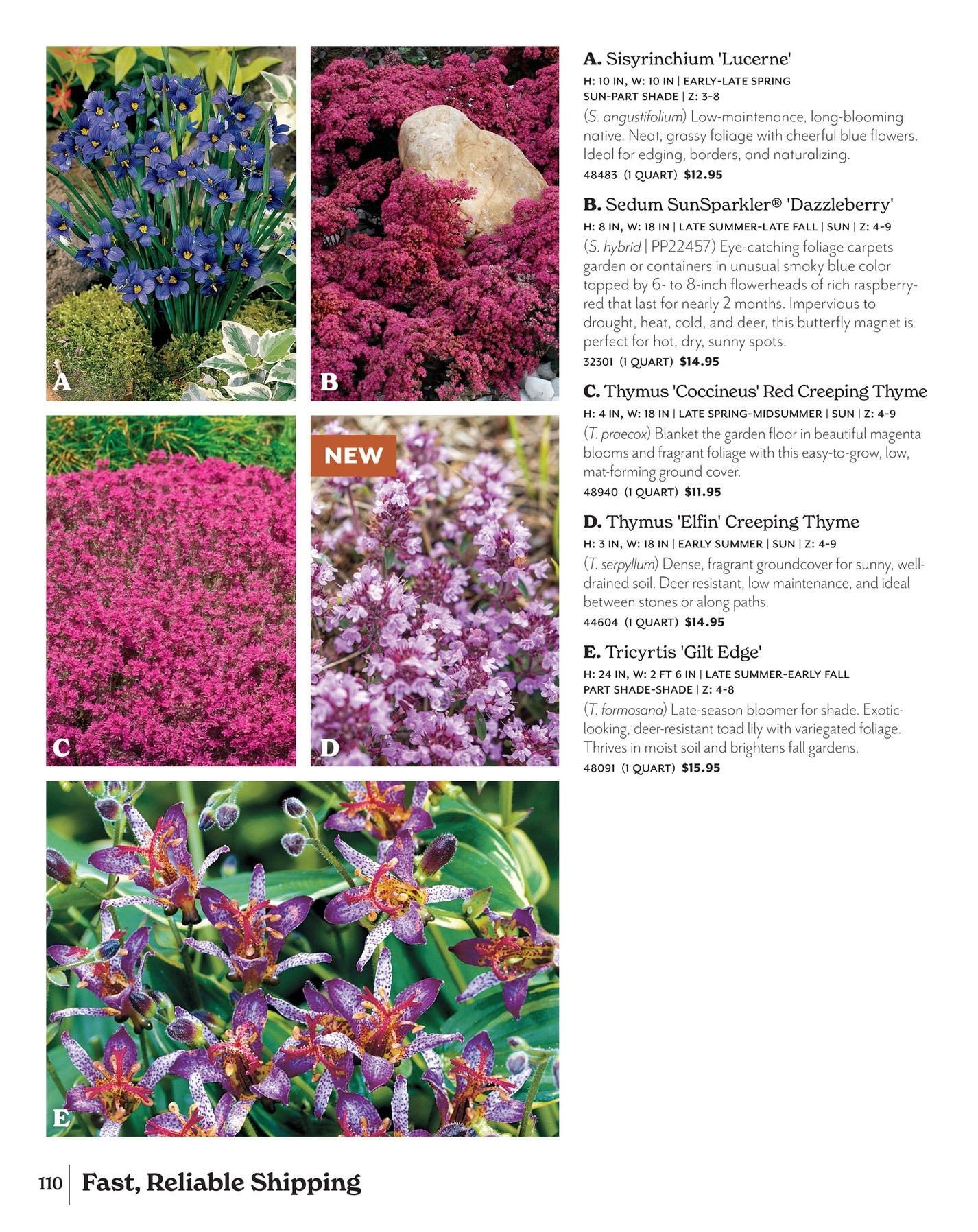 Park Seed flyer page 110