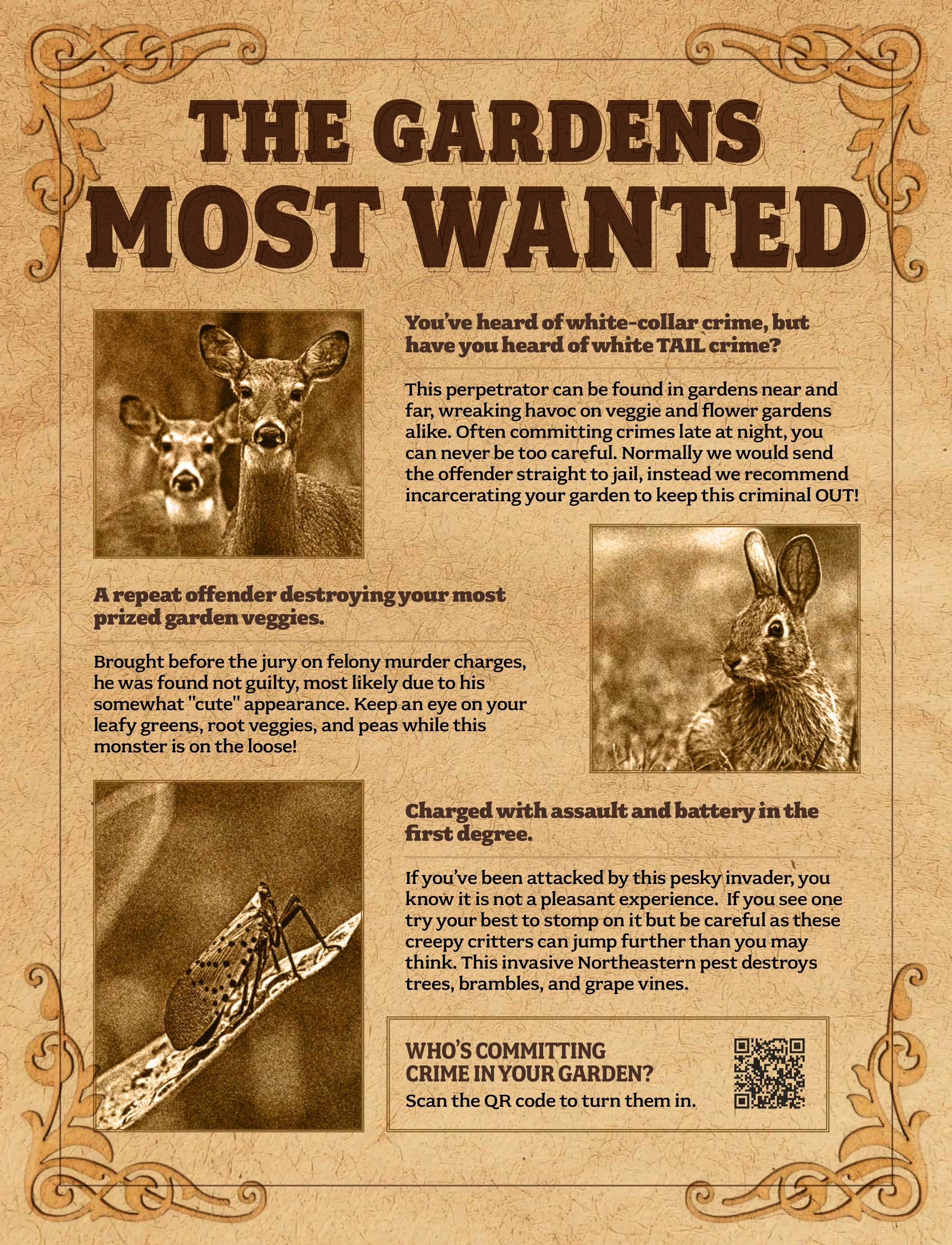 Rohrer Seeds flyer page 41