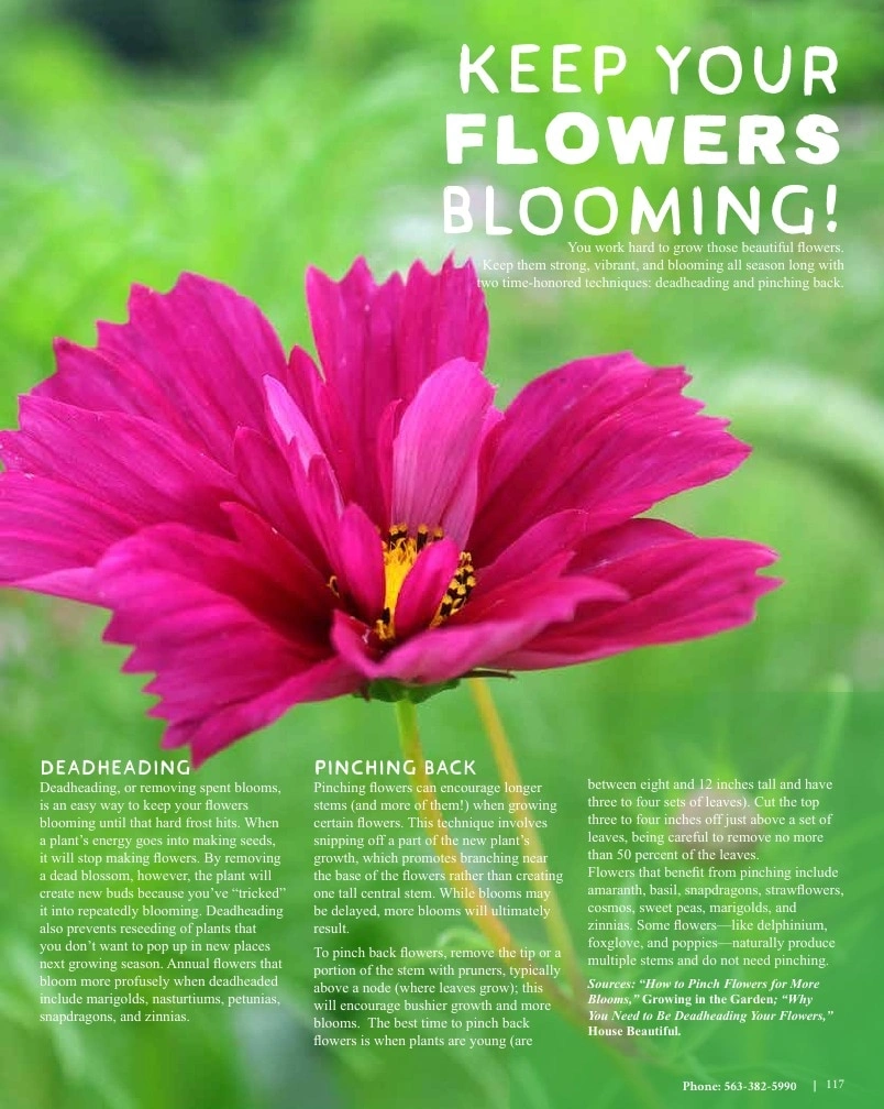 Seed Savers Exchange flyer page 117
