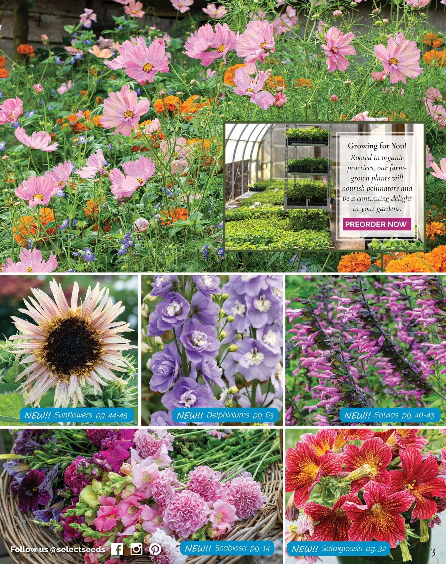 Select Seeds flyer page 3