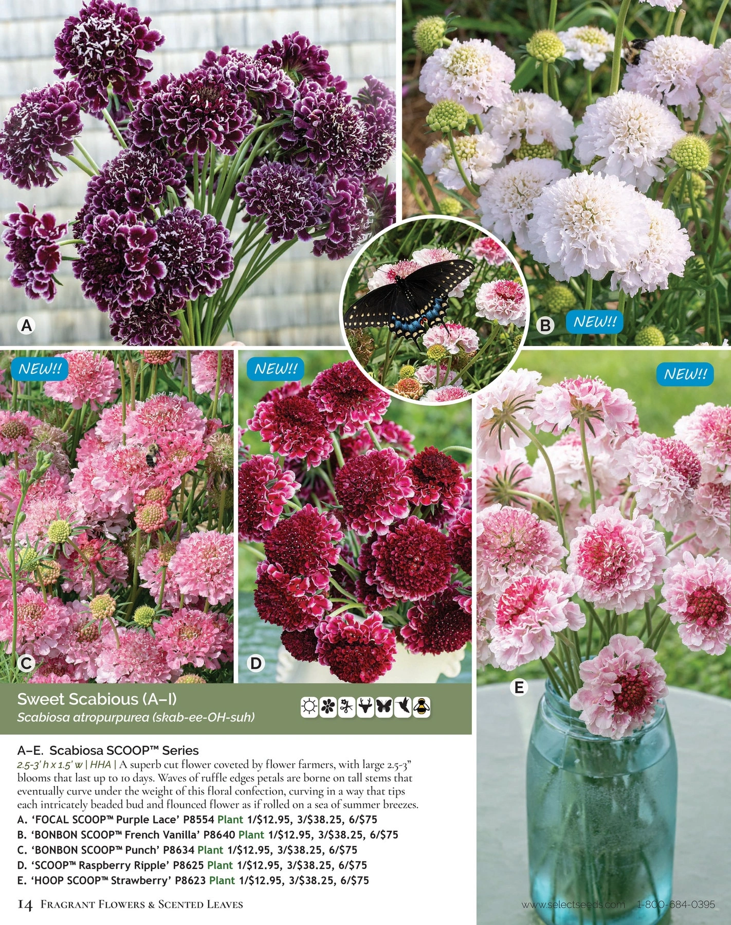 Select Seeds flyer page 14