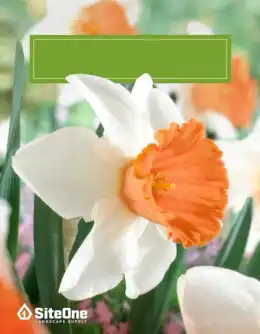 SiteOne Landscape Supply Spring Bulb Catalog Weekly Ad