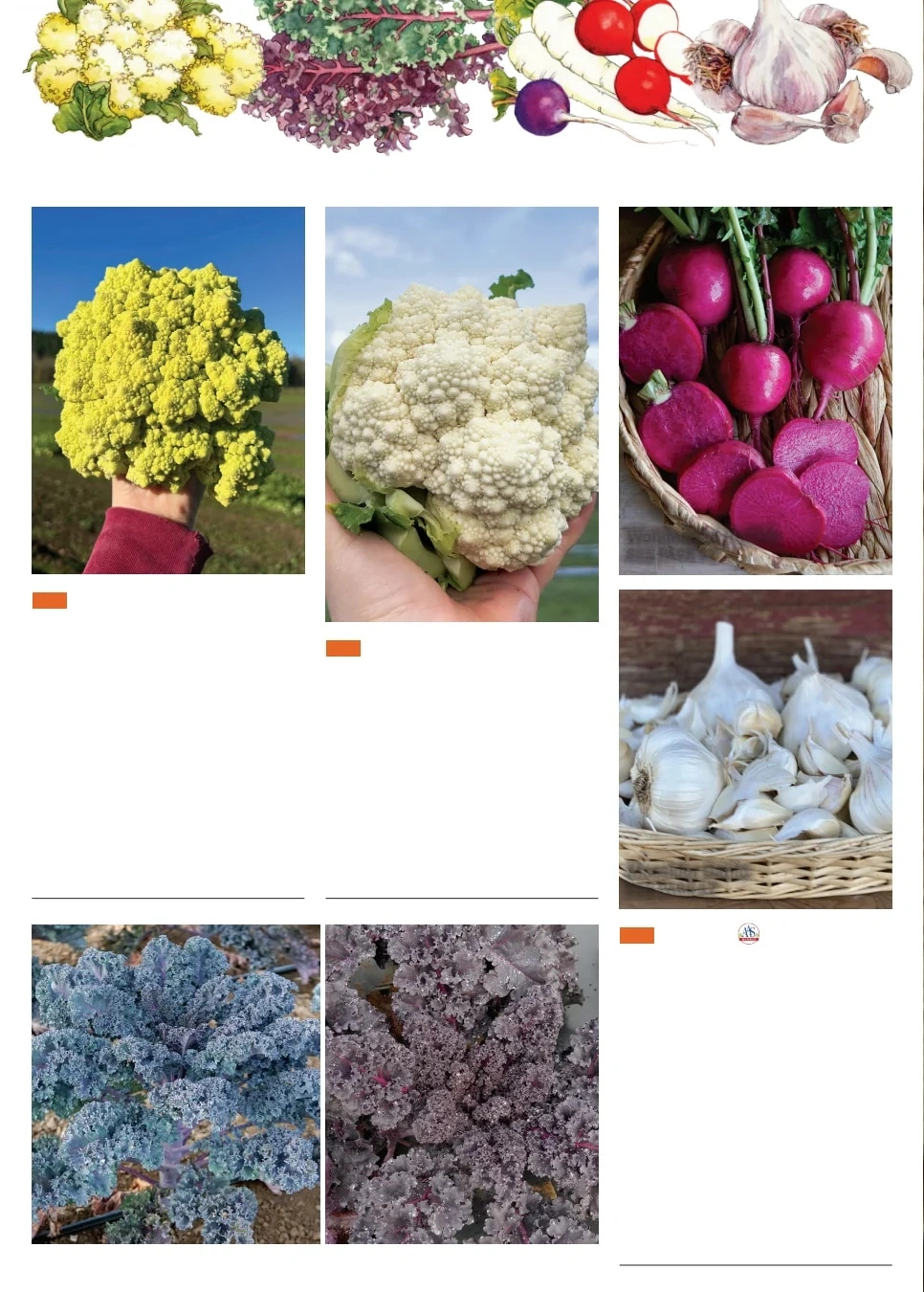 Territorial Seed flyer page 2