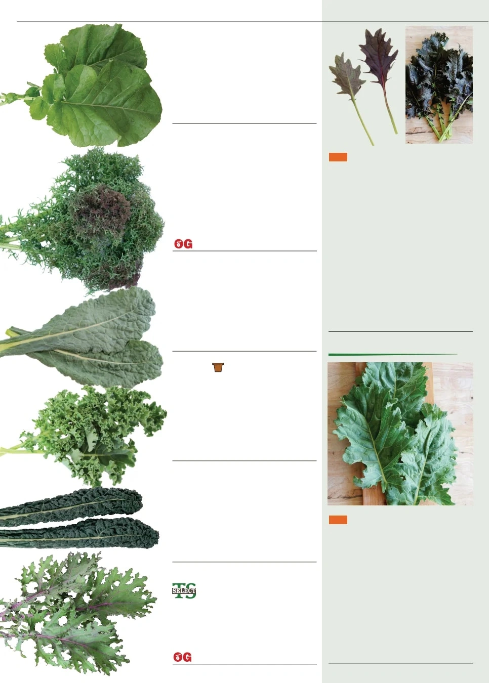 Territorial Seed flyer page 24