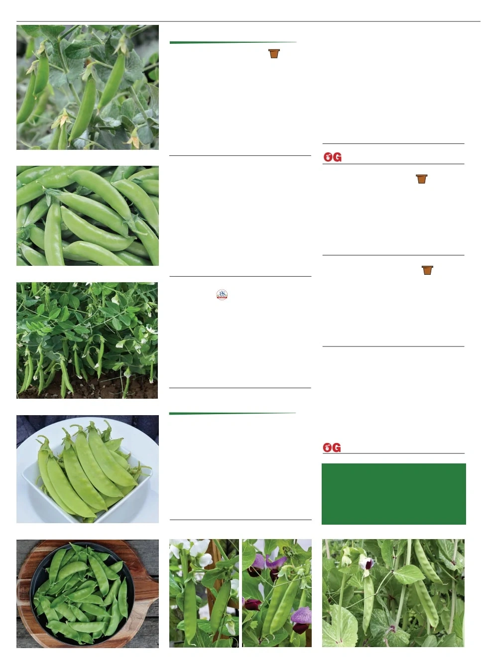 Territorial Seed flyer page 36
