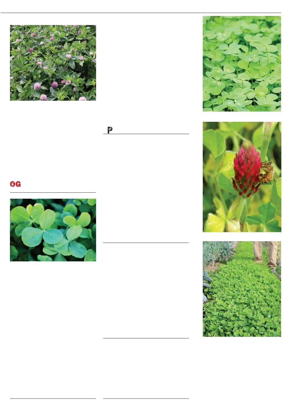 Territorial Seed flyer page 49