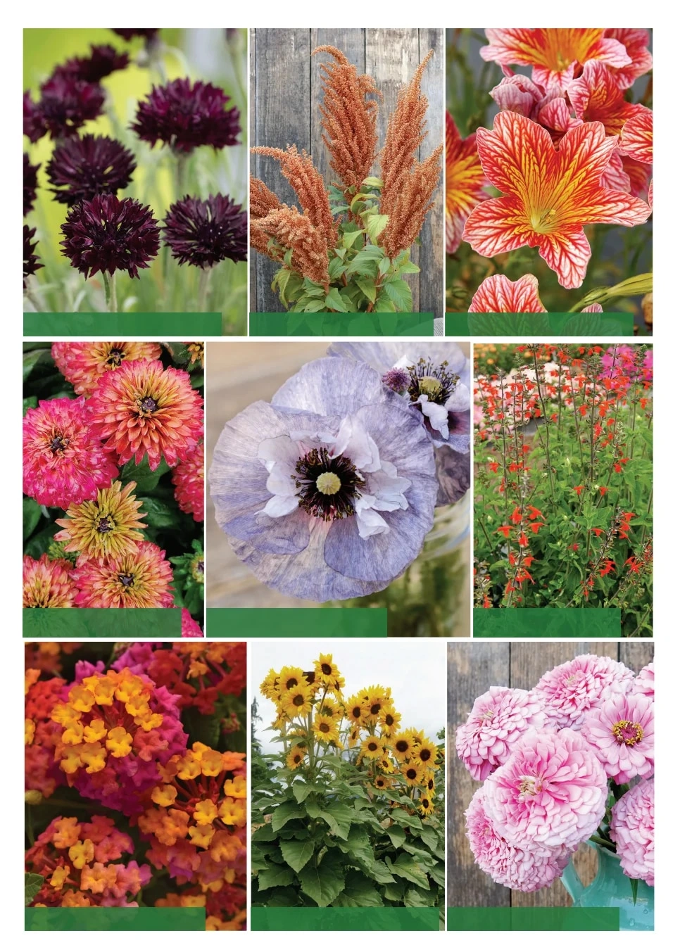Territorial Seed flyer page 3