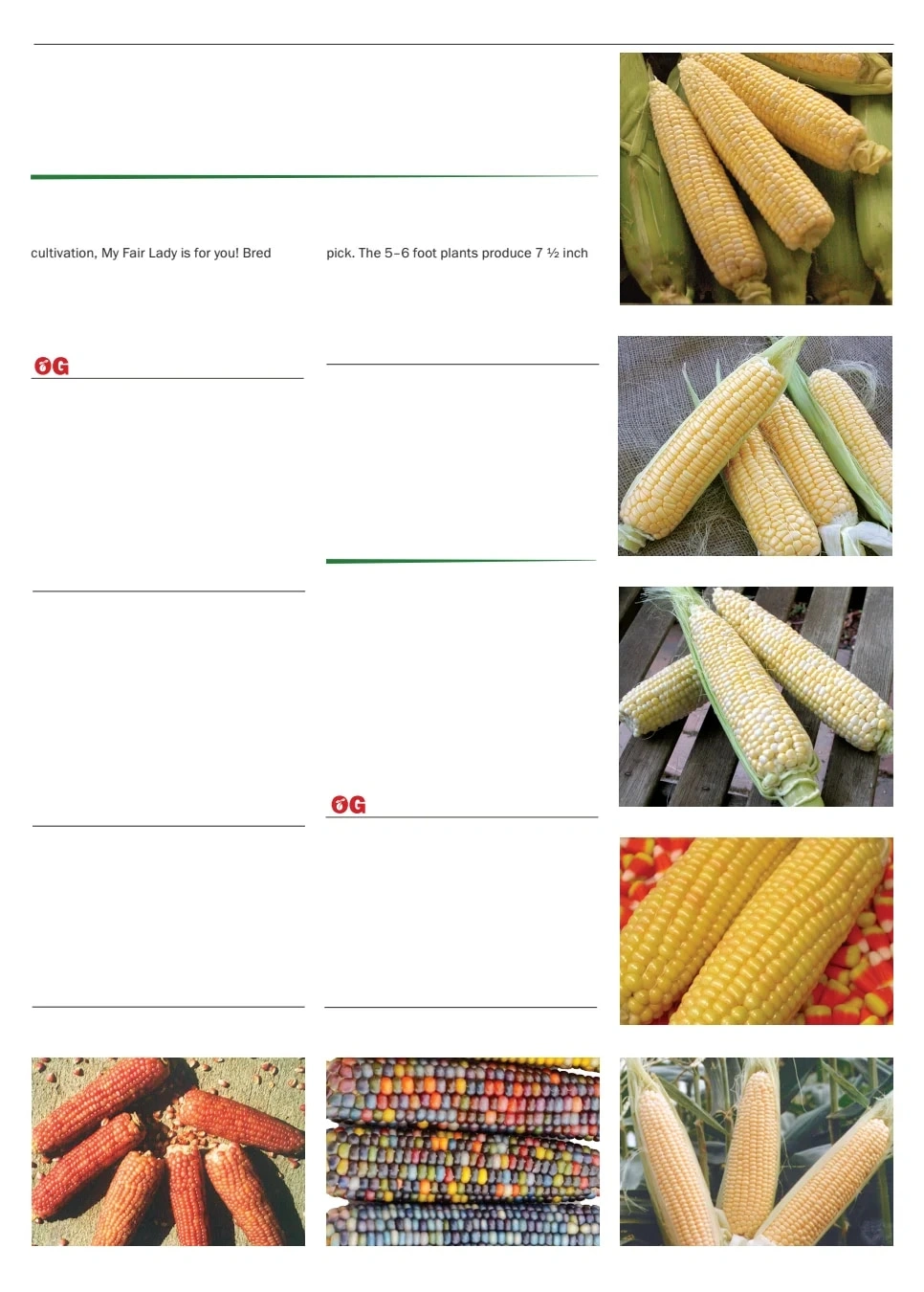 Territorial Seed flyer page 29