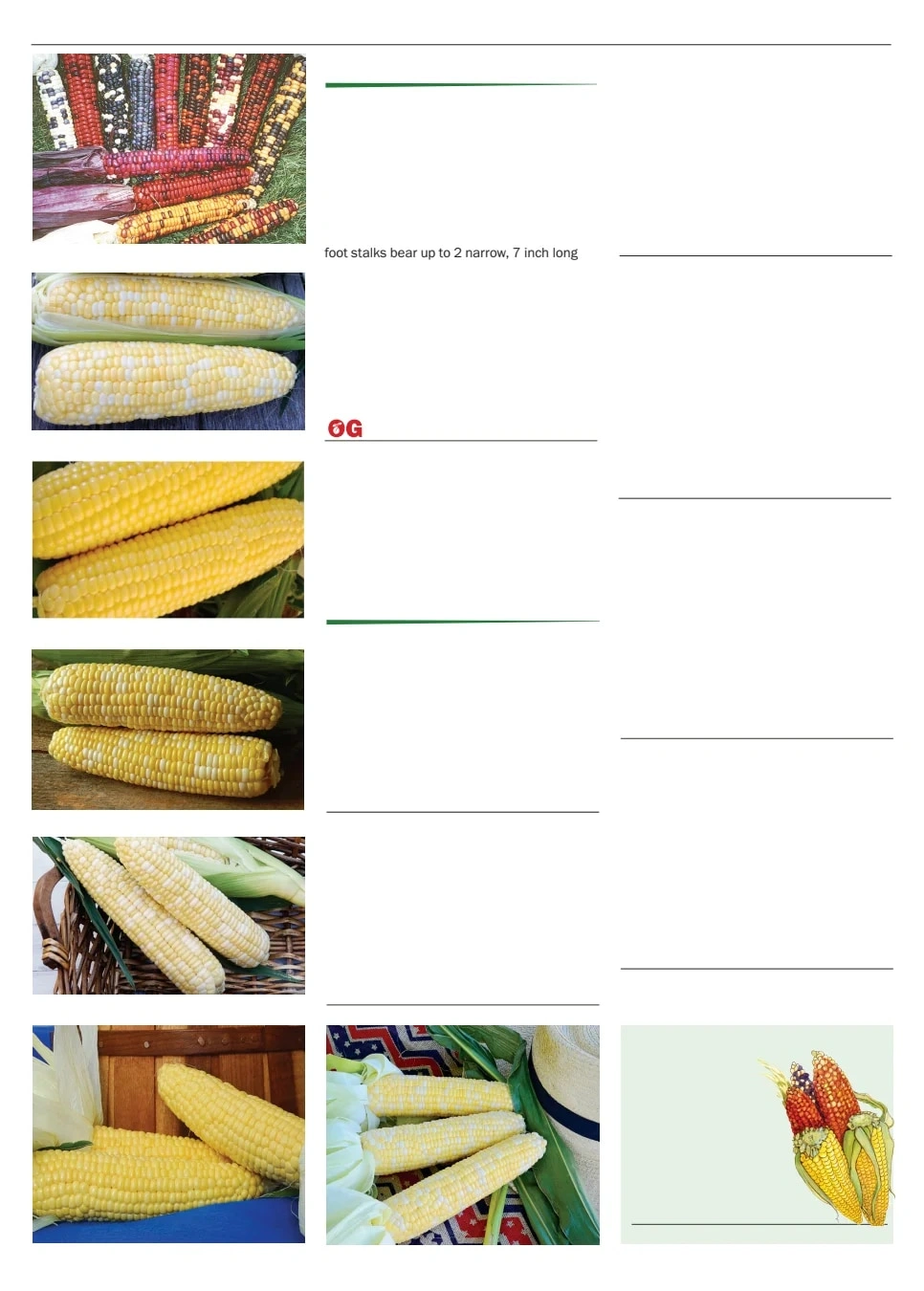 Territorial Seed flyer page 30
