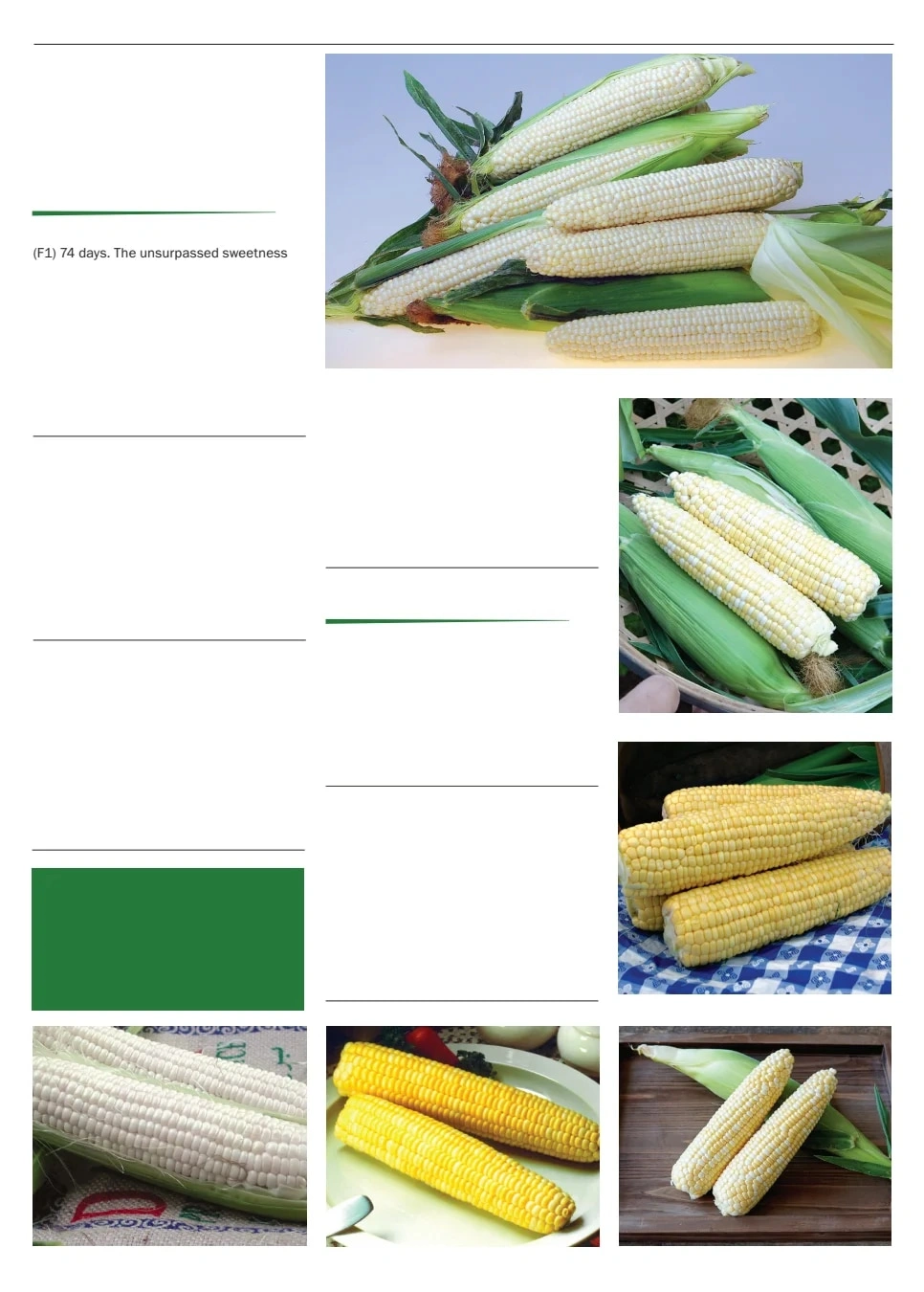 Territorial Seed flyer page 31