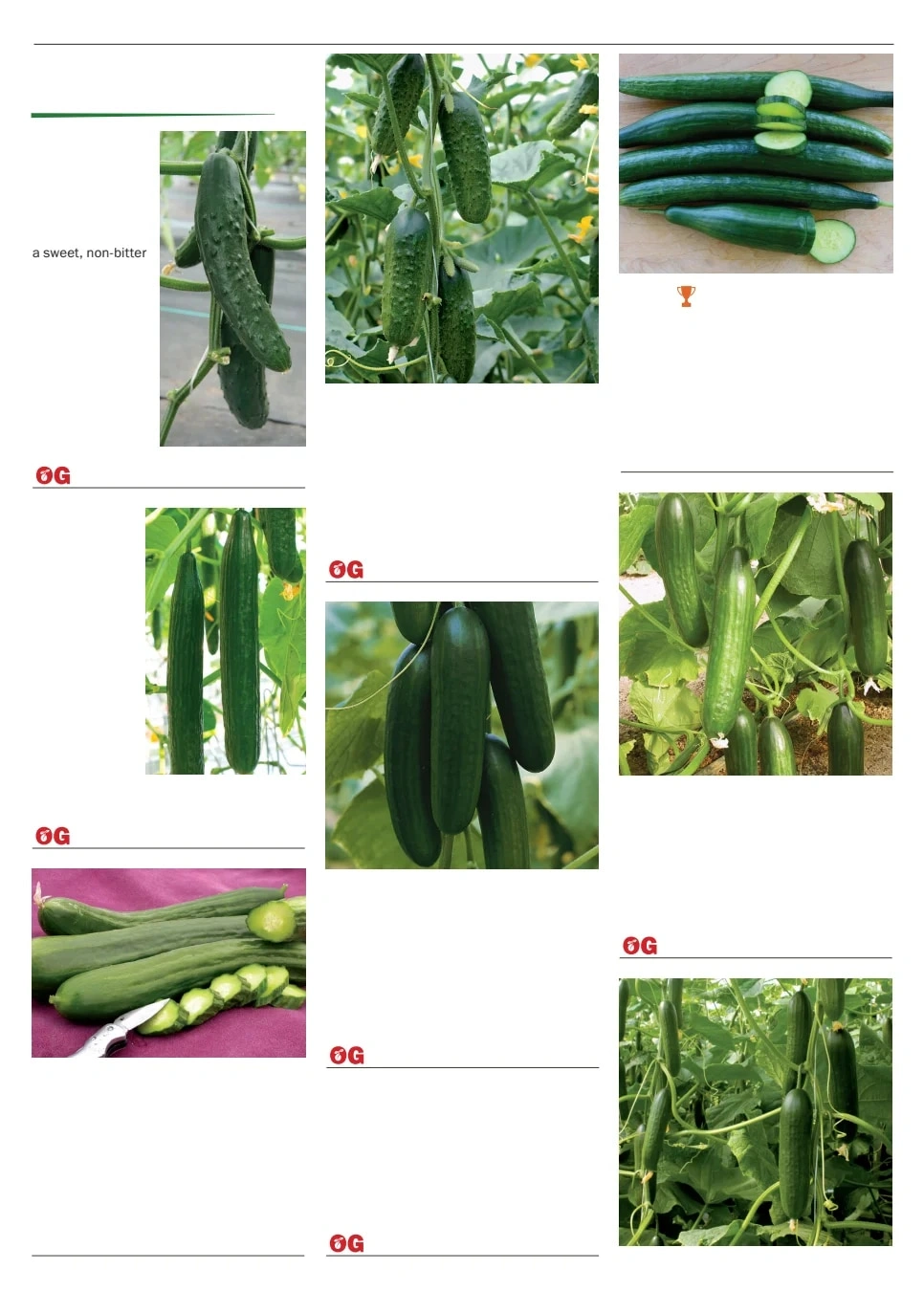 Territorial Seed flyer page 35