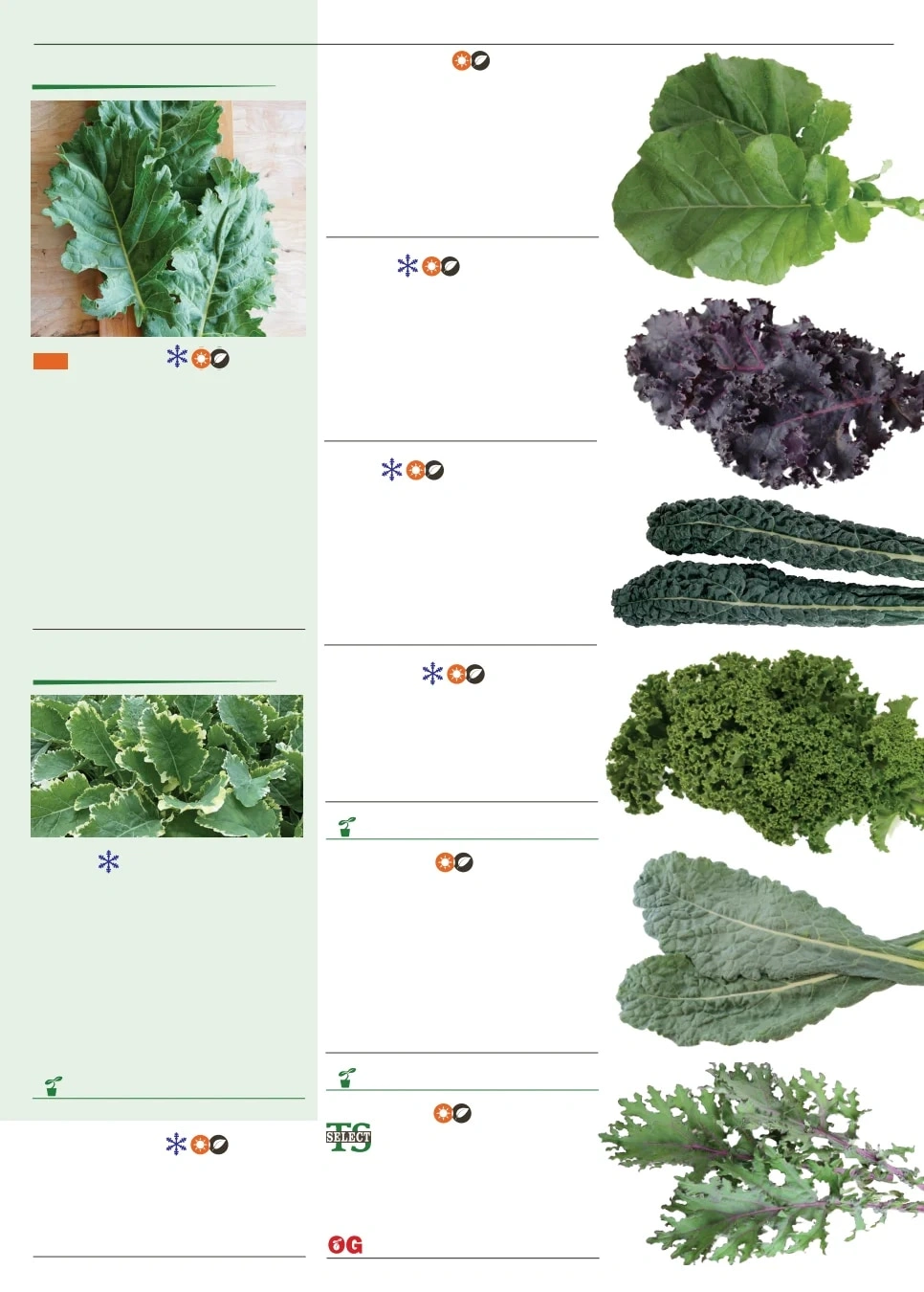 Territorial Seed flyer page 43