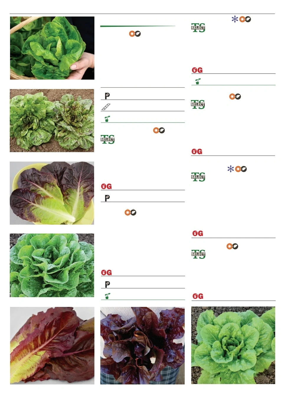 Territorial Seed flyer page 48