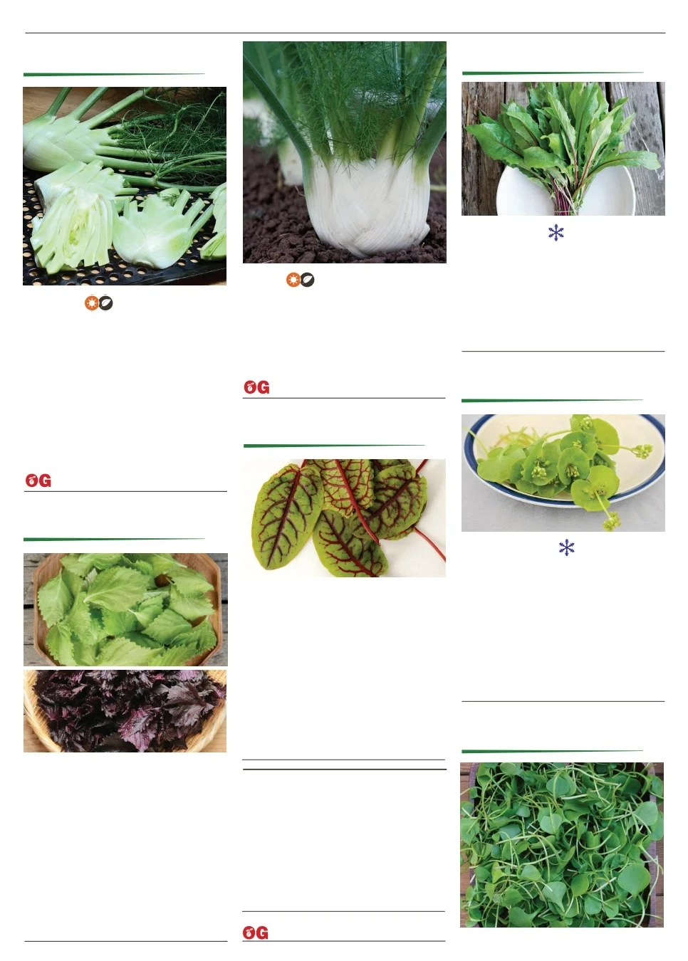 Territorial Seed flyer page 55