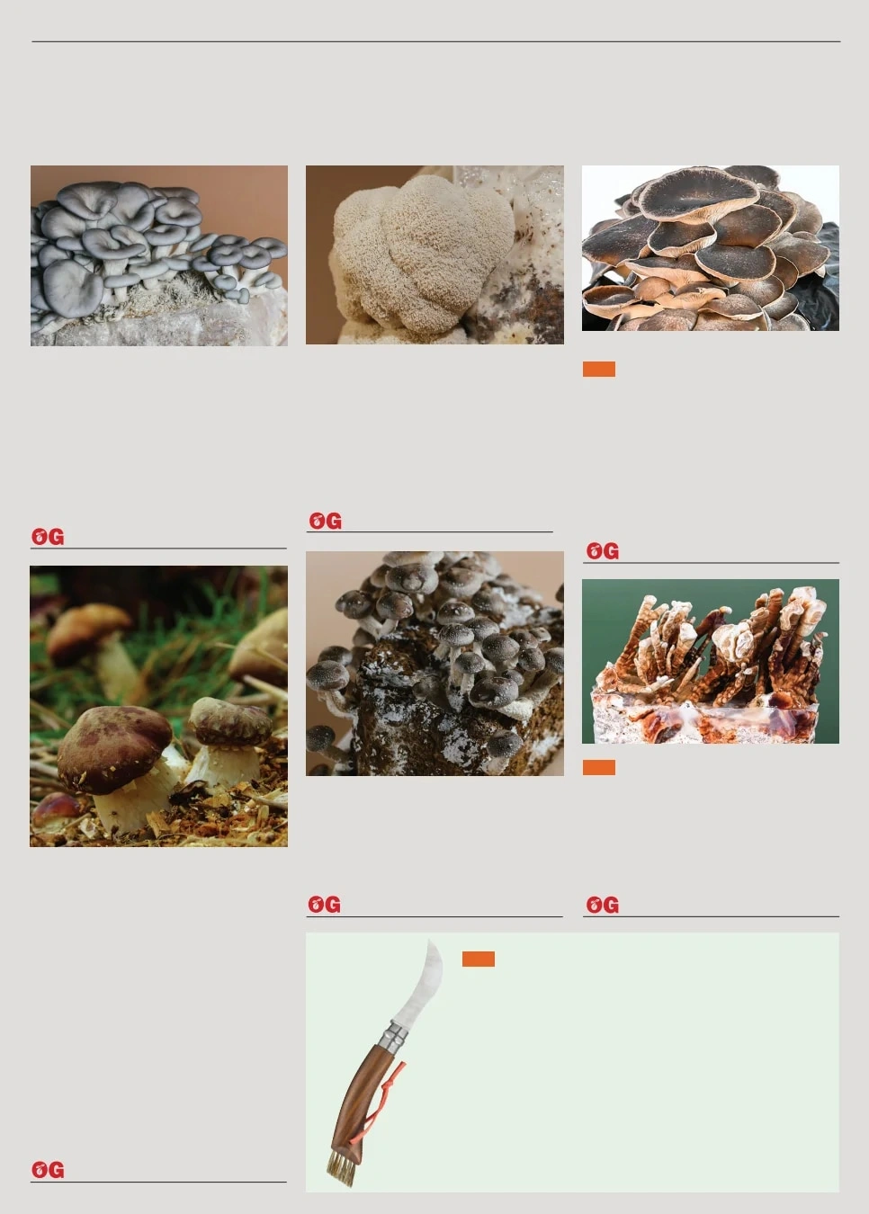 Territorial Seed flyer page 61