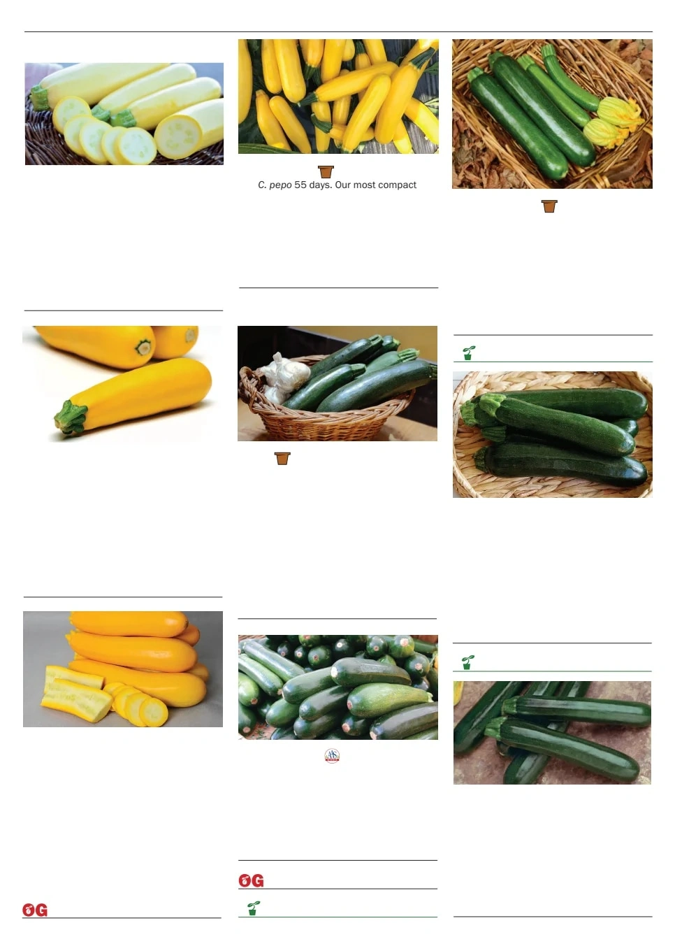Territorial Seed flyer page 85